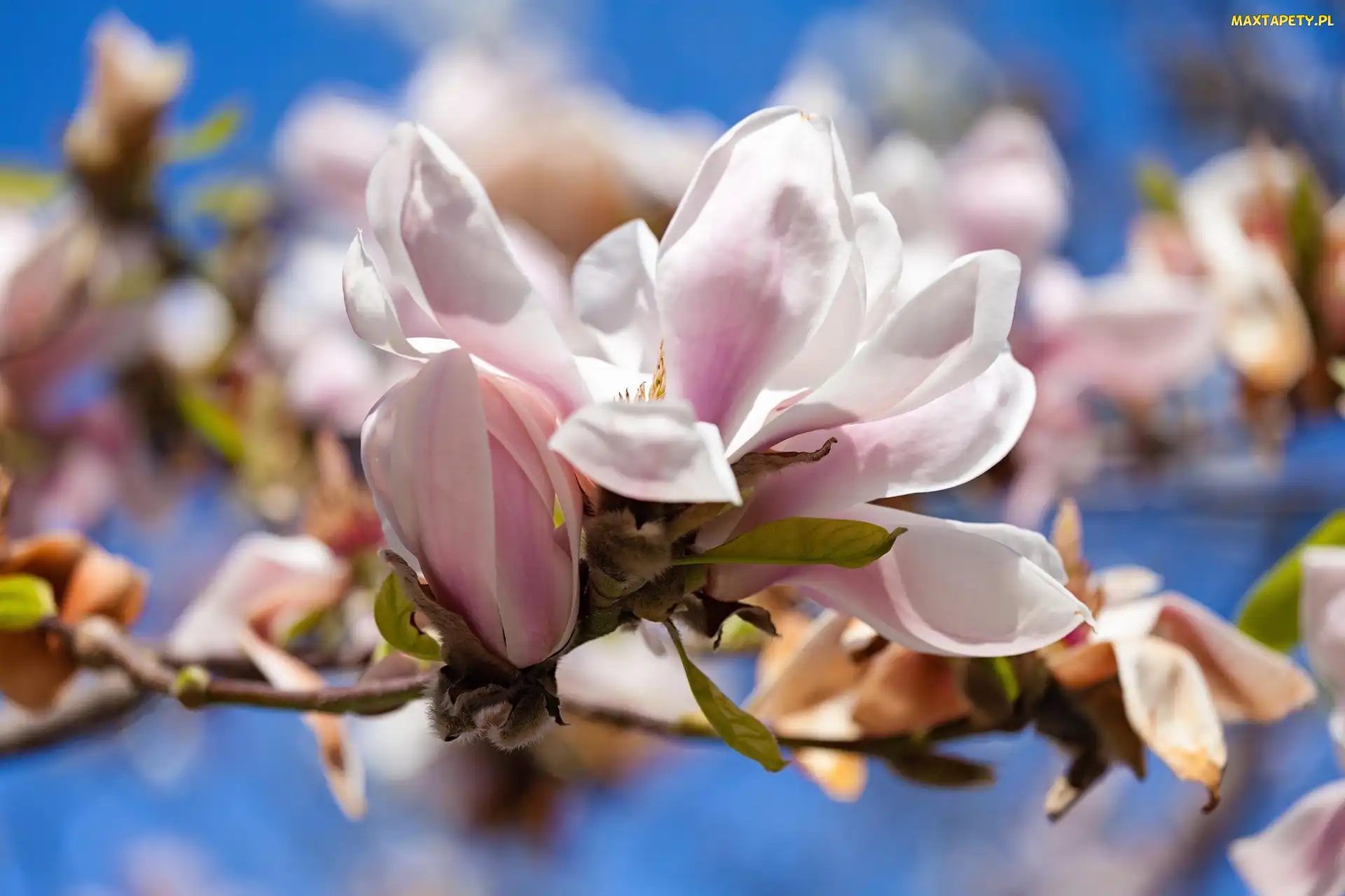 Kwiat, Magnolia, Gałązka