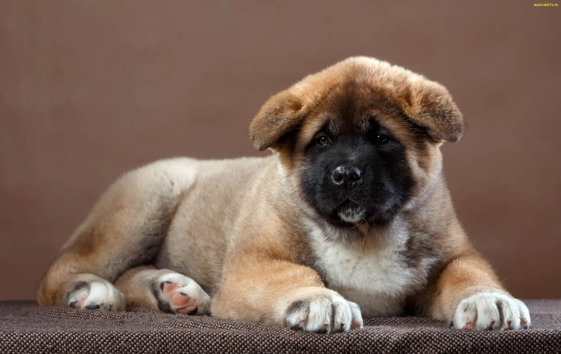 Szczeniak, Akita amerykańska, Leżący