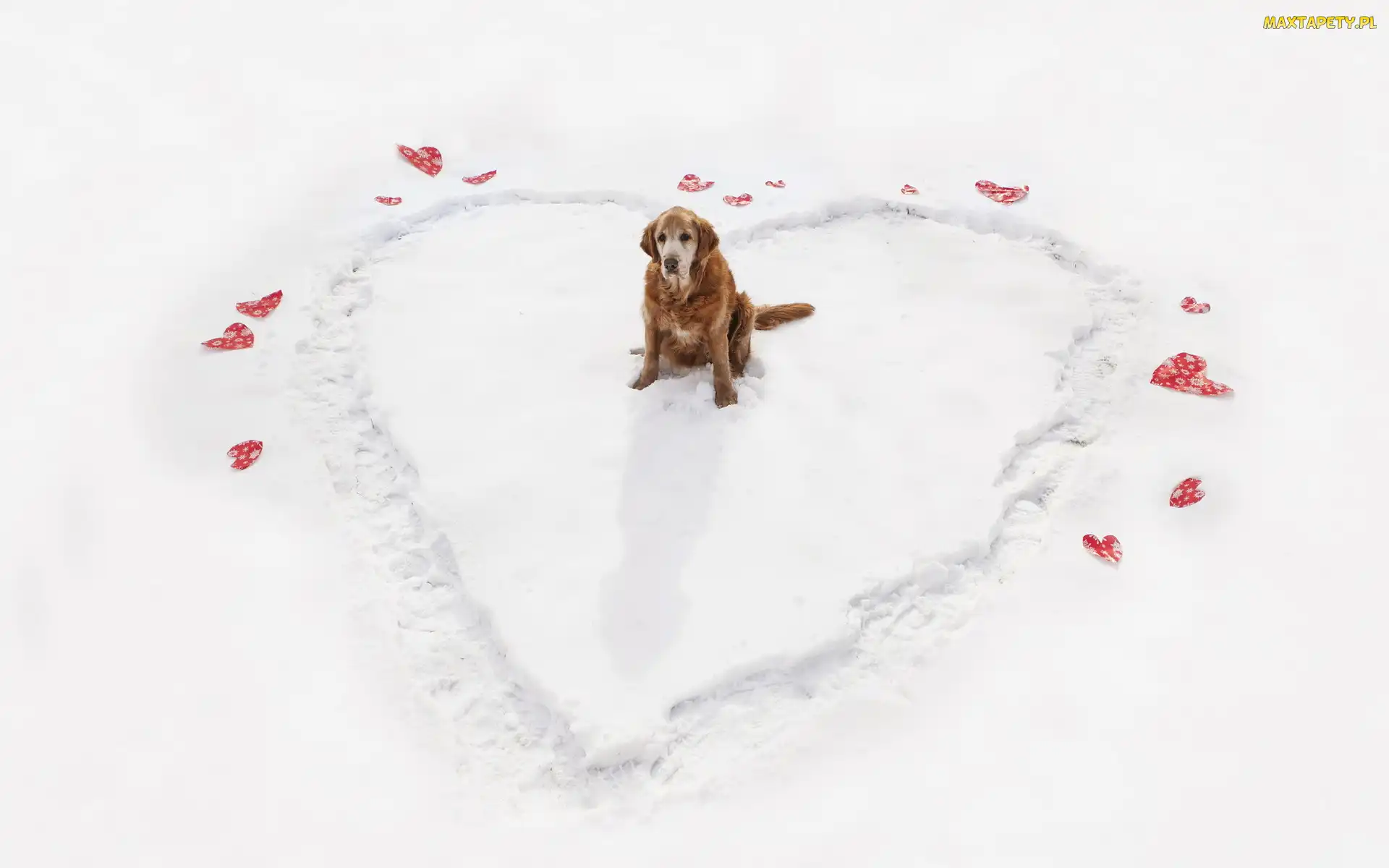 Serce, Golden Retriever, Śnieg