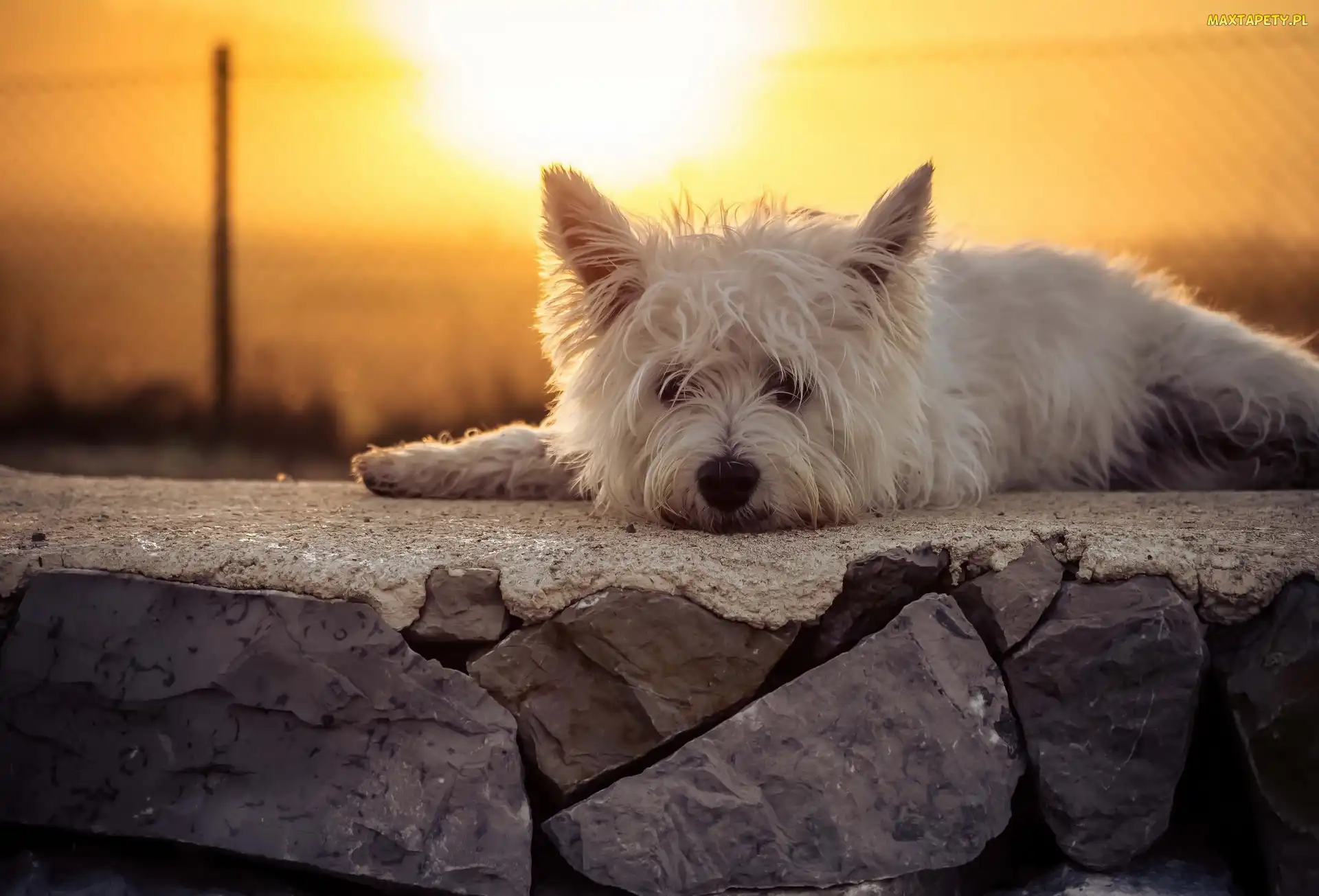 Murek, Słońce, West Highland White terrier