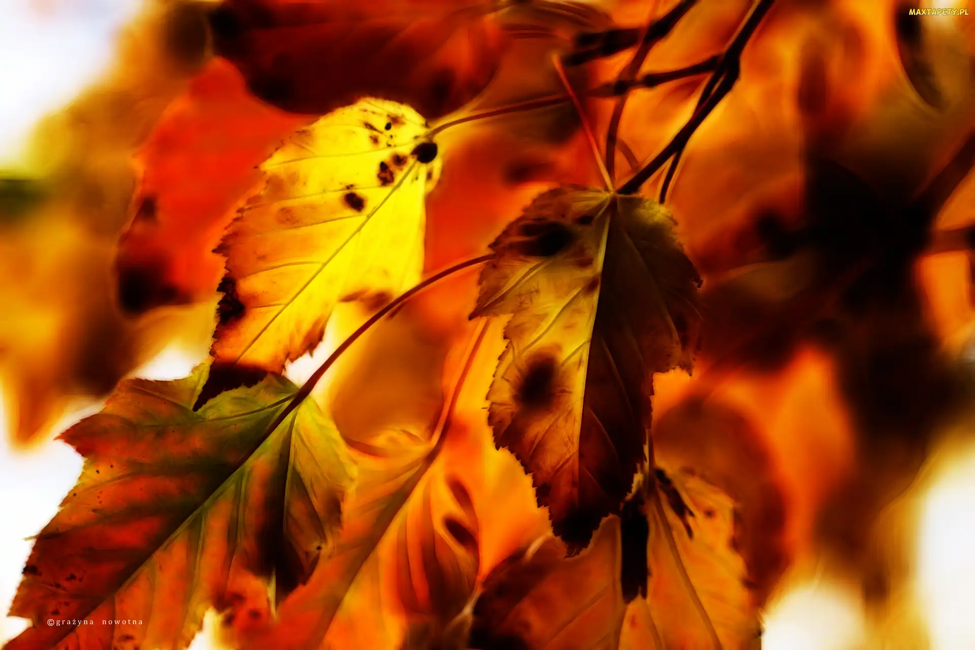 Jesienne, Liście, Fractalius