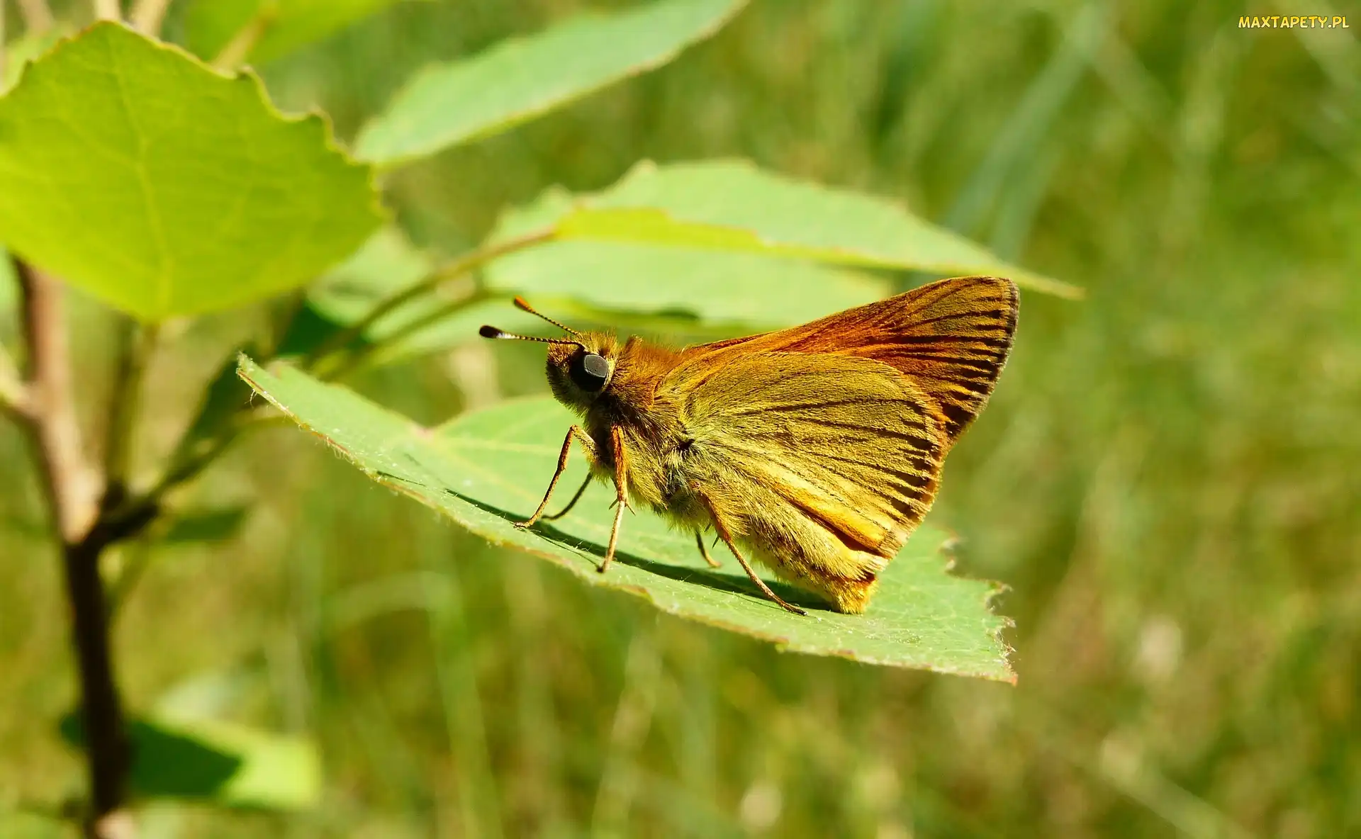 Liść, Karłątek kniejnik, Owad, Motyl