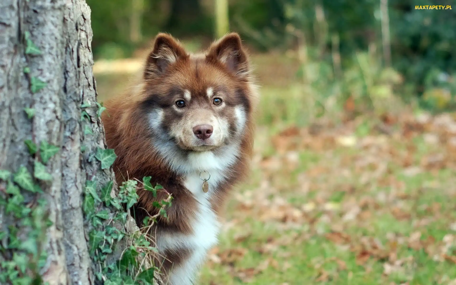 Bluszcz, Drzewo, Fiński lapphund