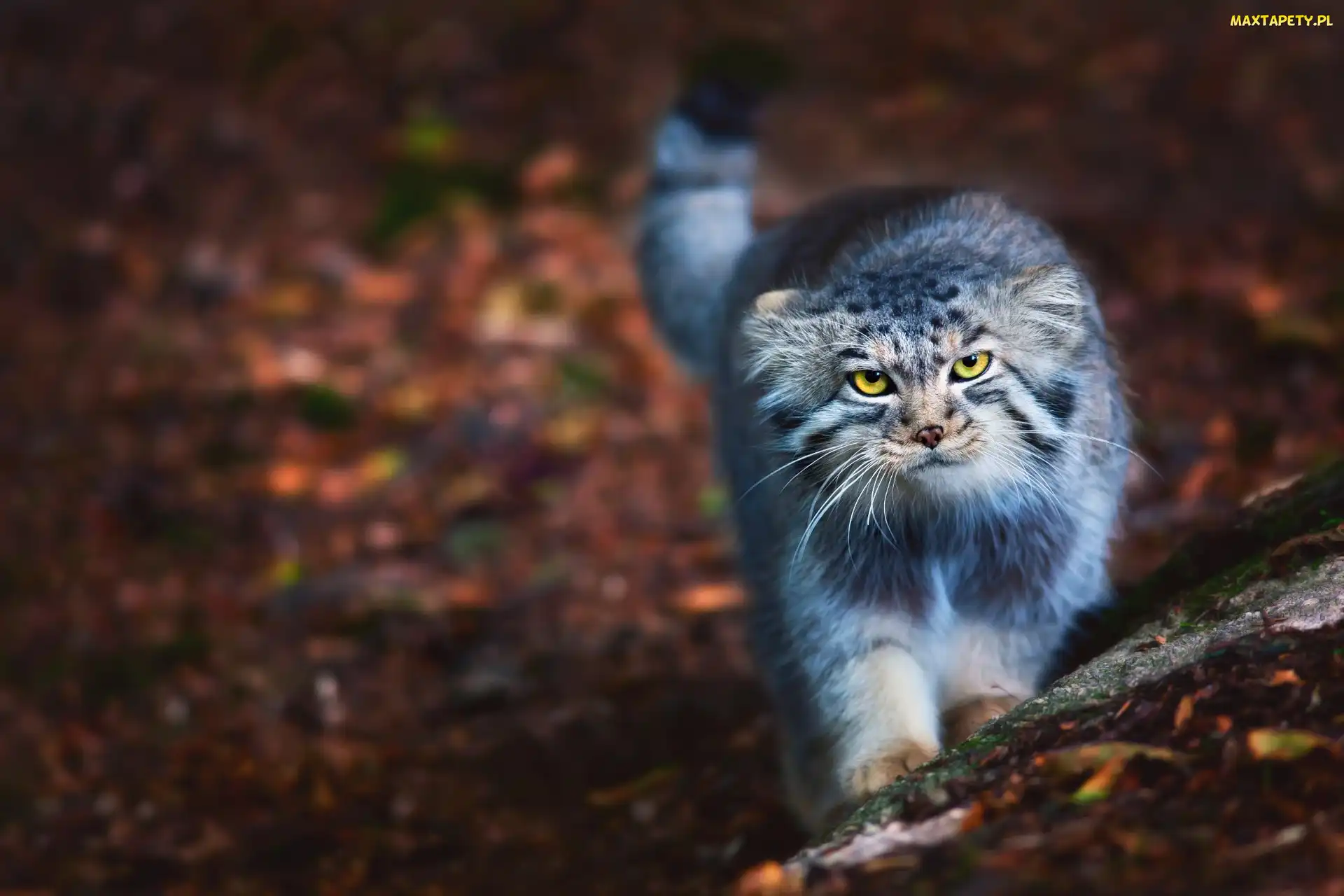Kot, Manul, Dziki