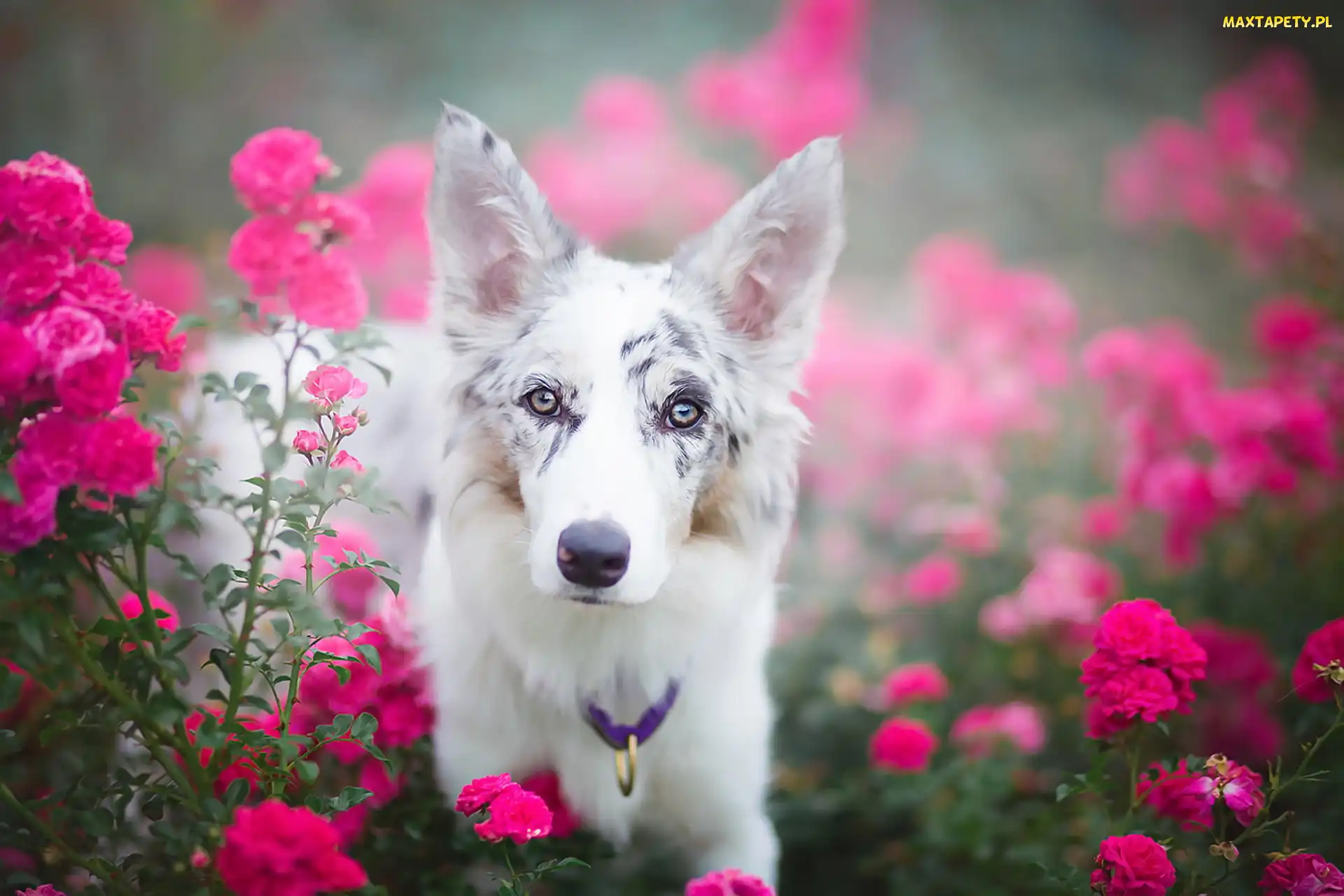 Róże, Kwiaty, Border collie, Portret