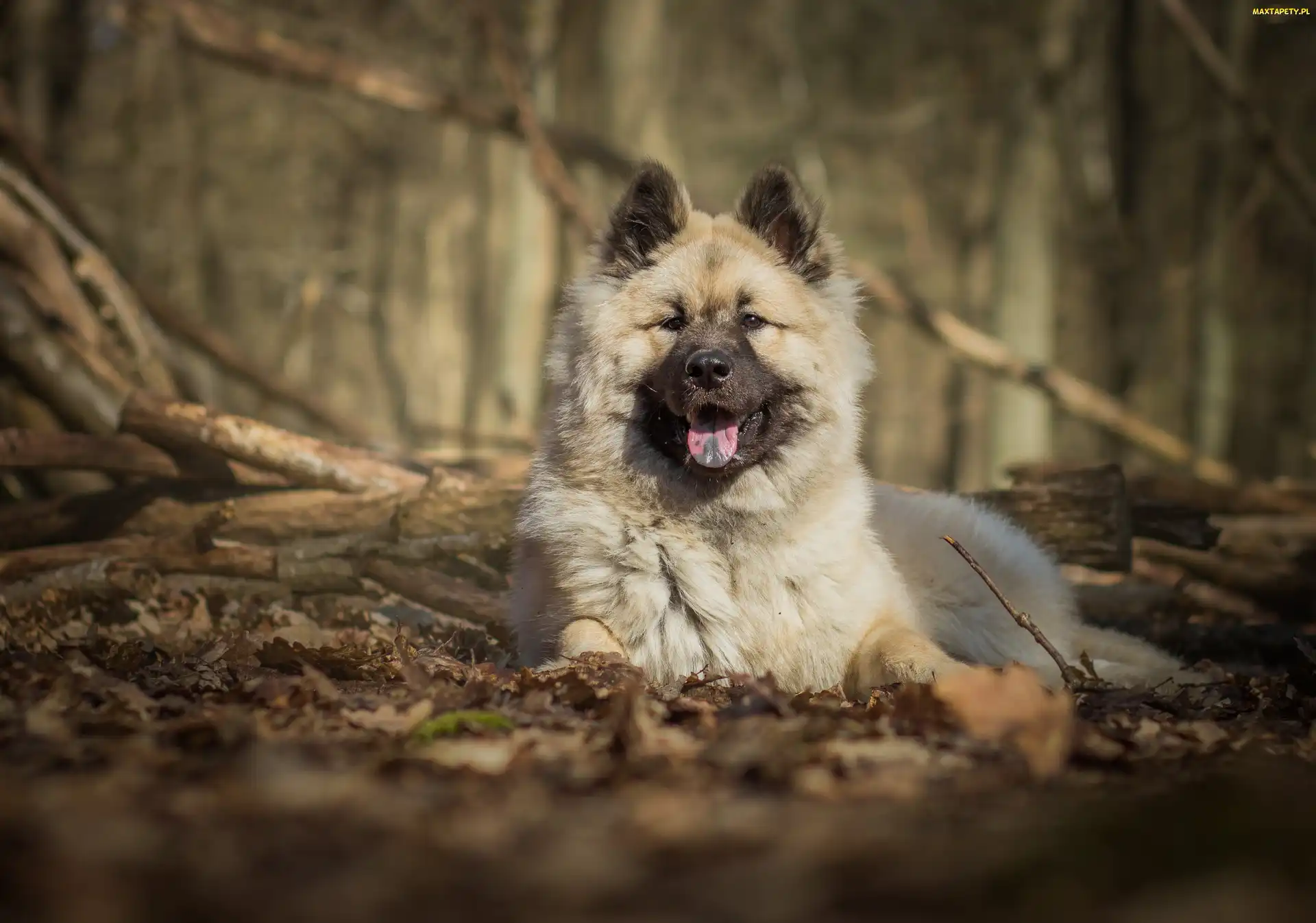 Las, Gałęzie, Szpic eurasier
