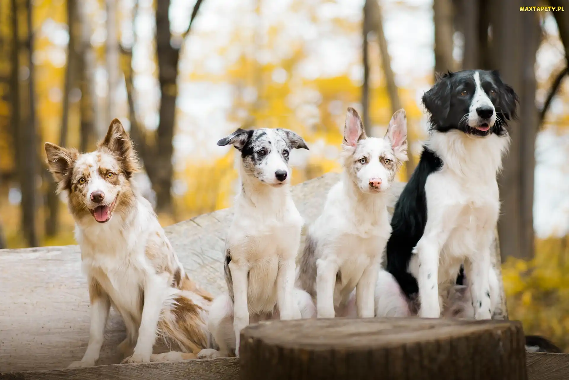 Border collie, Drzewa, Pień
