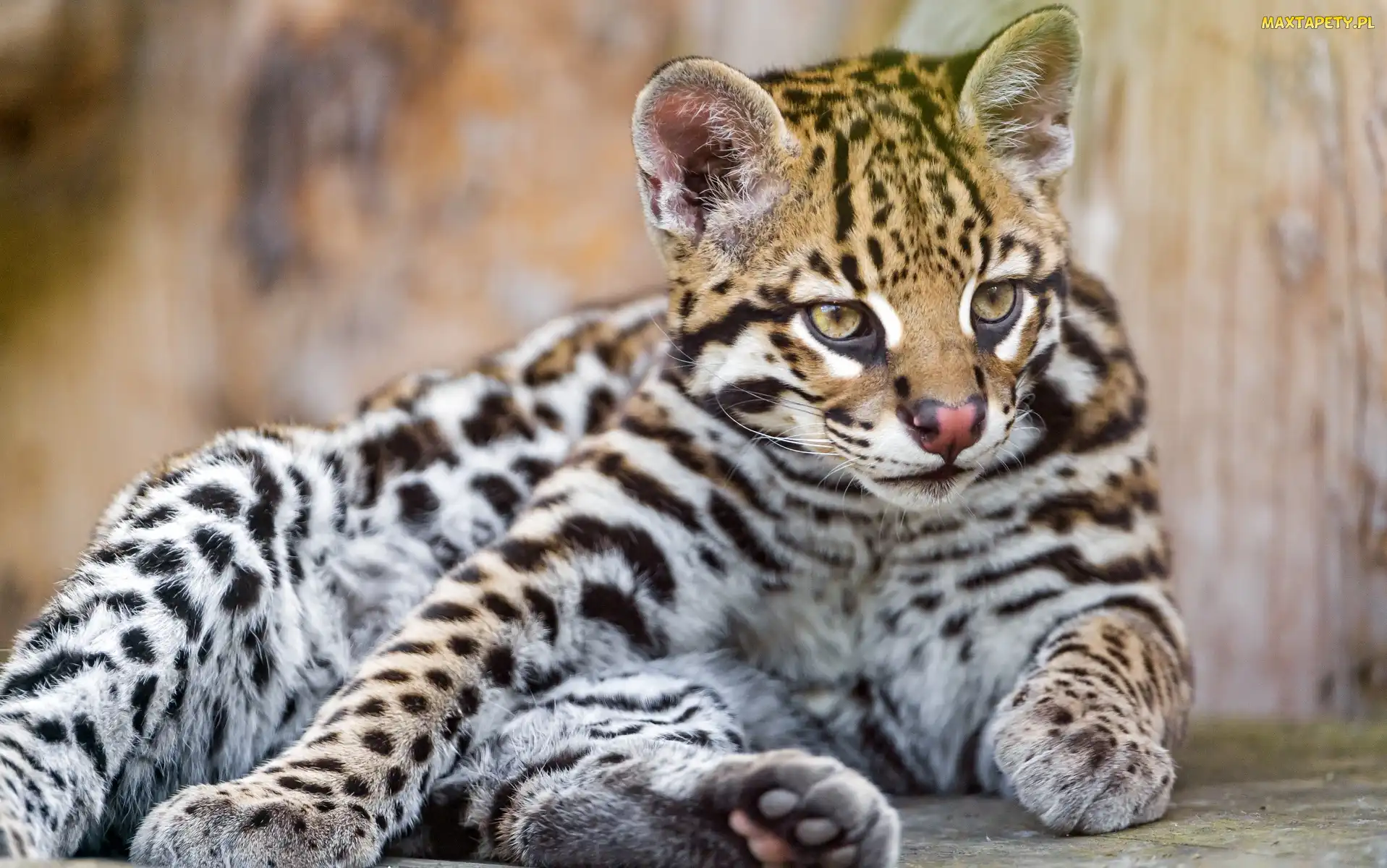 Kot, Ocelot, Dziki