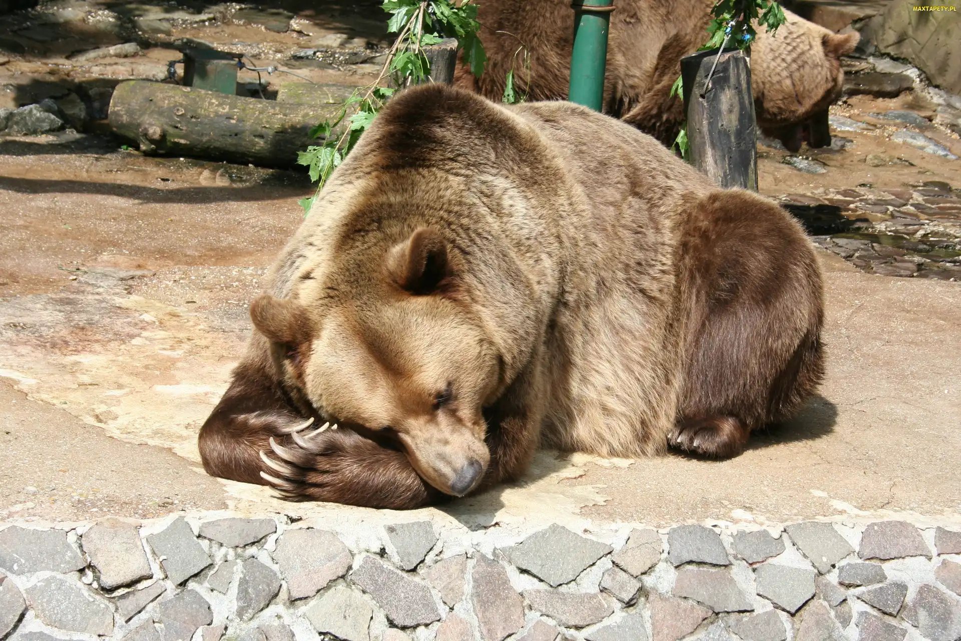 Niedźwiedź, Brunatny, Śpiący