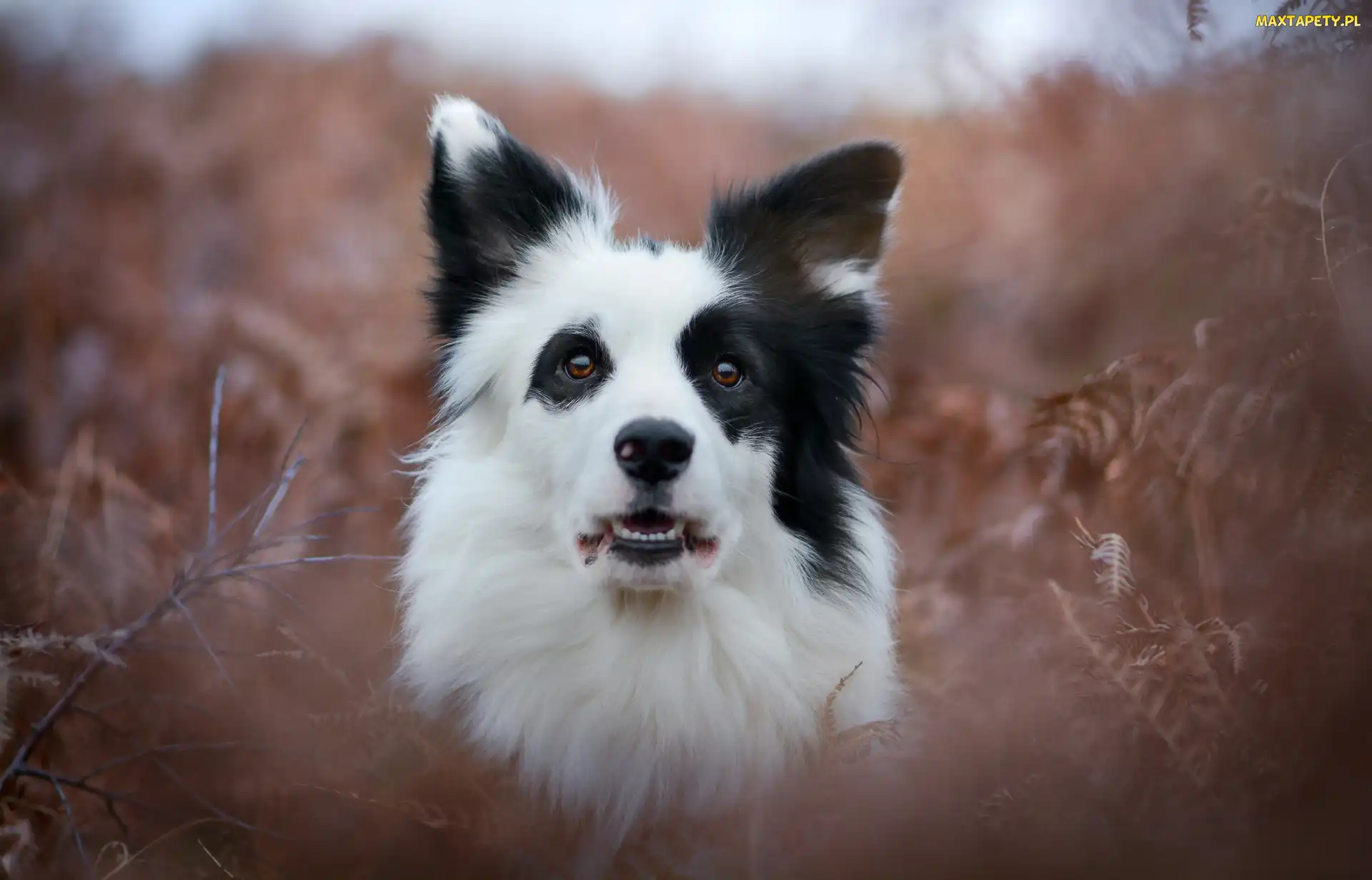 Portret, Border collie