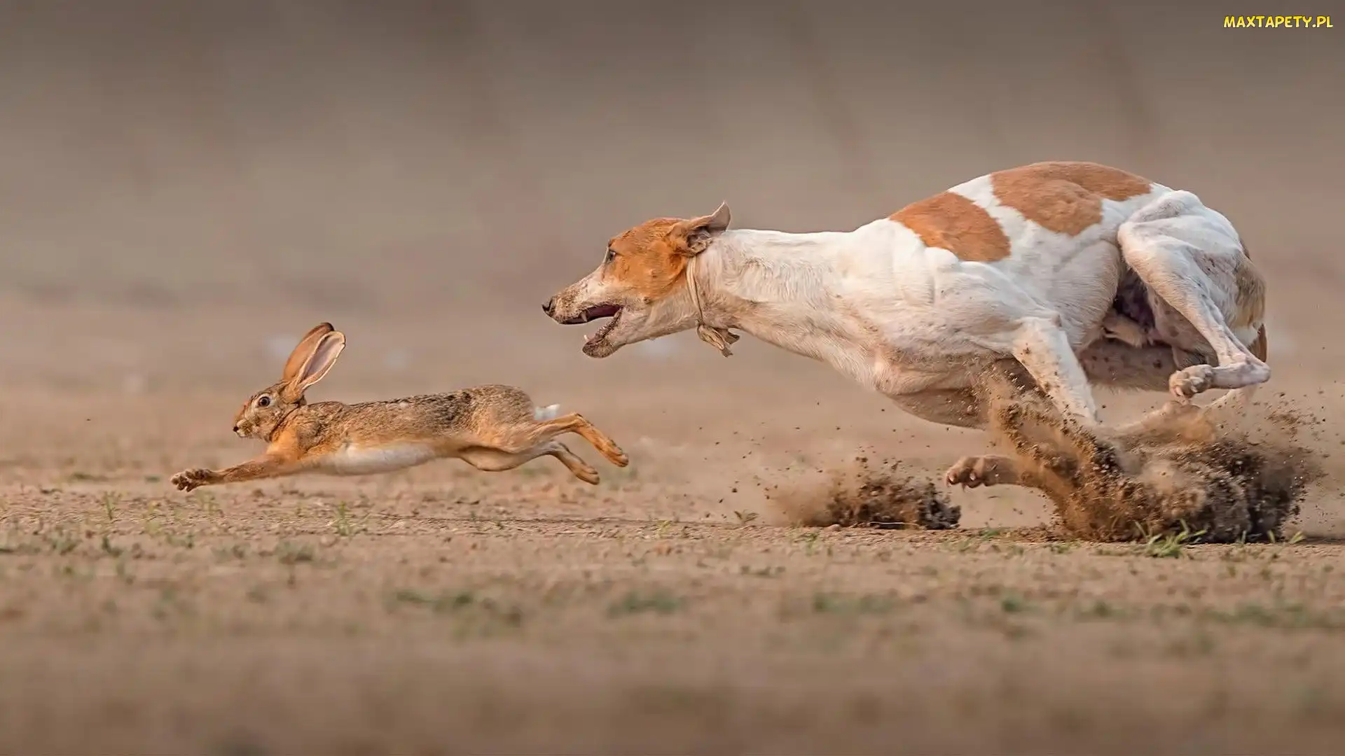 Pies, Podenco z Ibizy, Zając