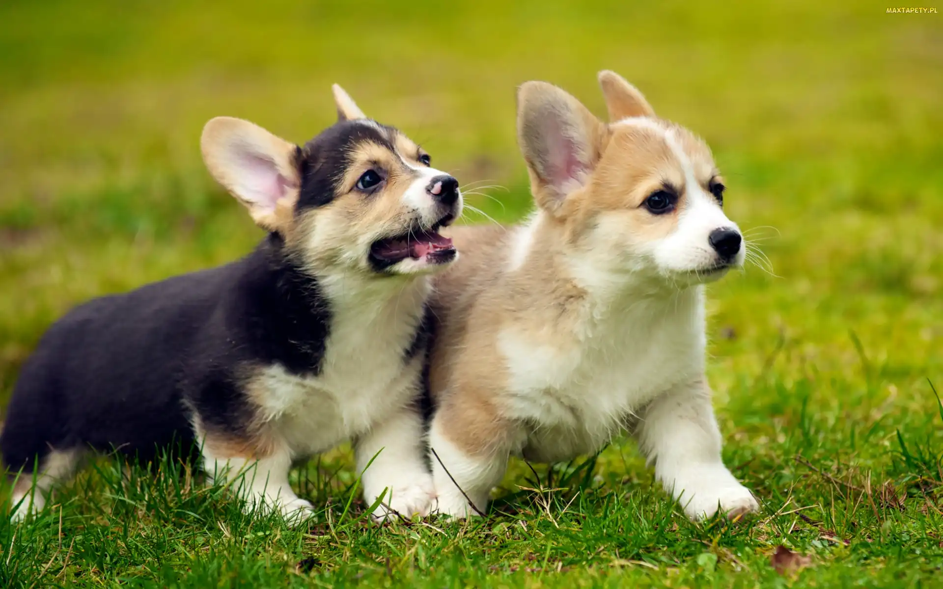 Welsh corgi, Zabawa, Szczeniaki