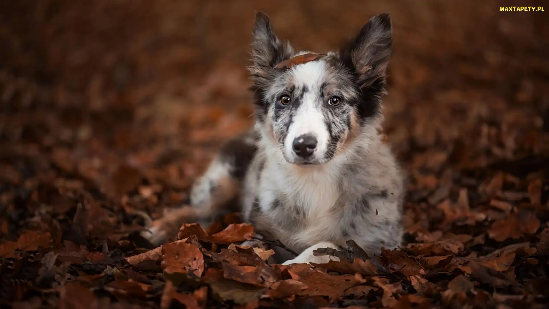 Border collie, Liście, Leżący
