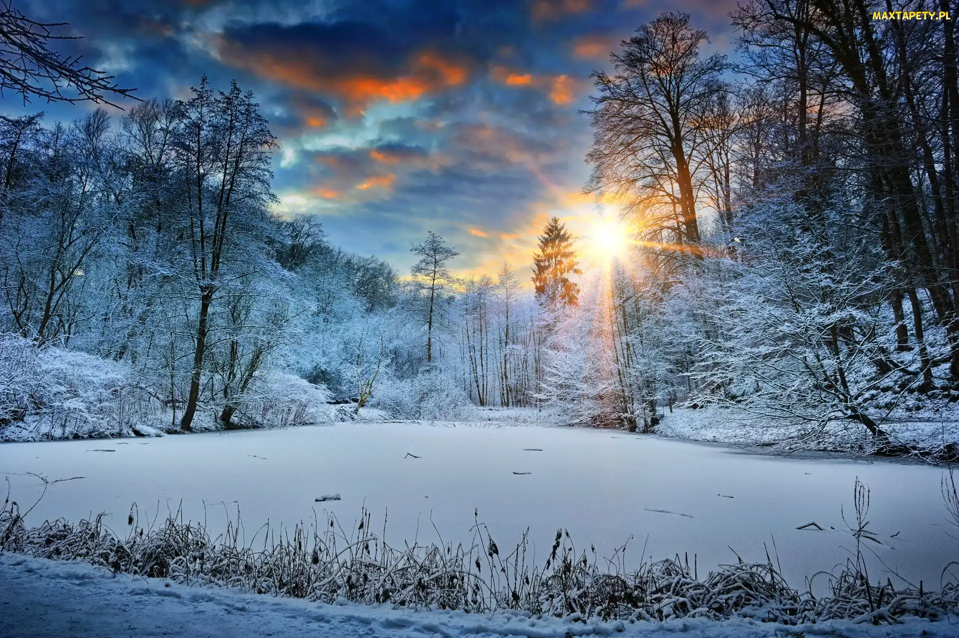 Zima, Śnieg, Promienie słońca, Drzewa, Las