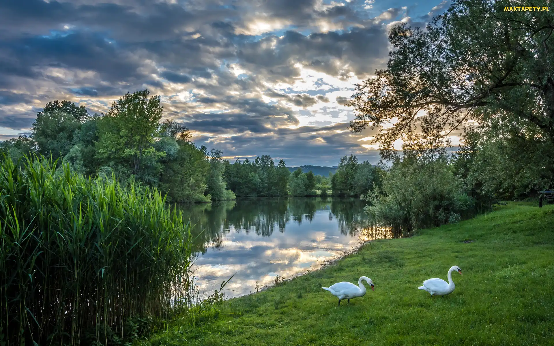 Łabędzie, Trawy, Jezioro, Drzewa