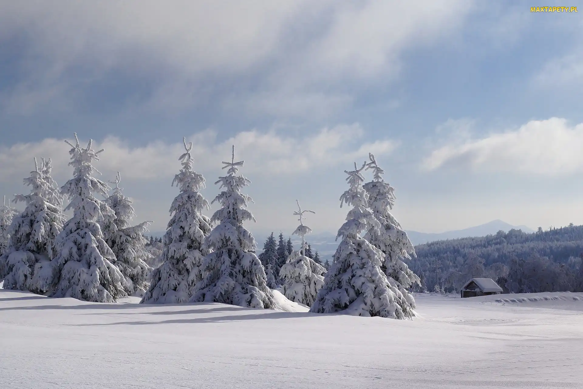 Świerki, Ośnieżone, Zima, Śnieg