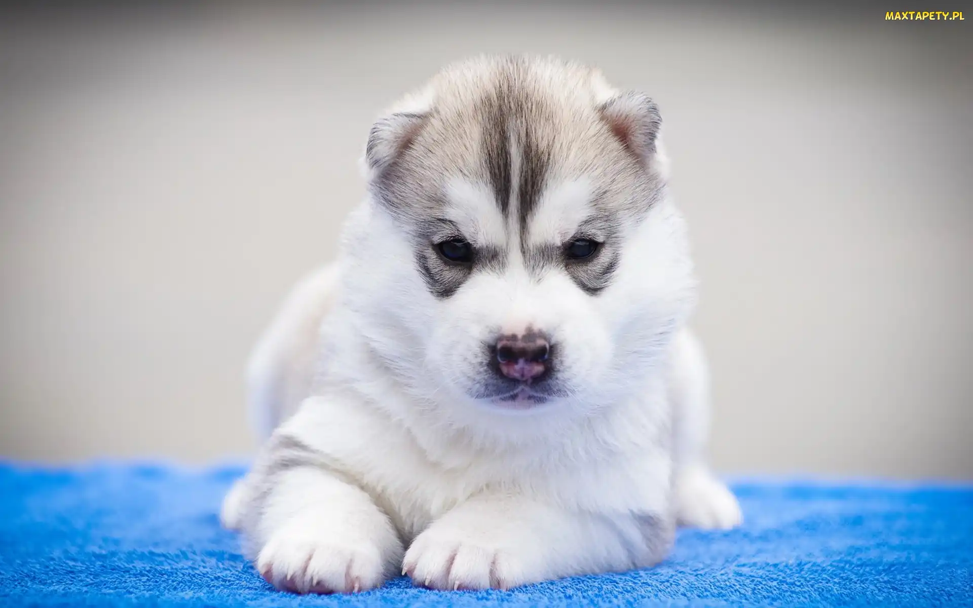 Szczeniak, Siberian Husky, Leżący