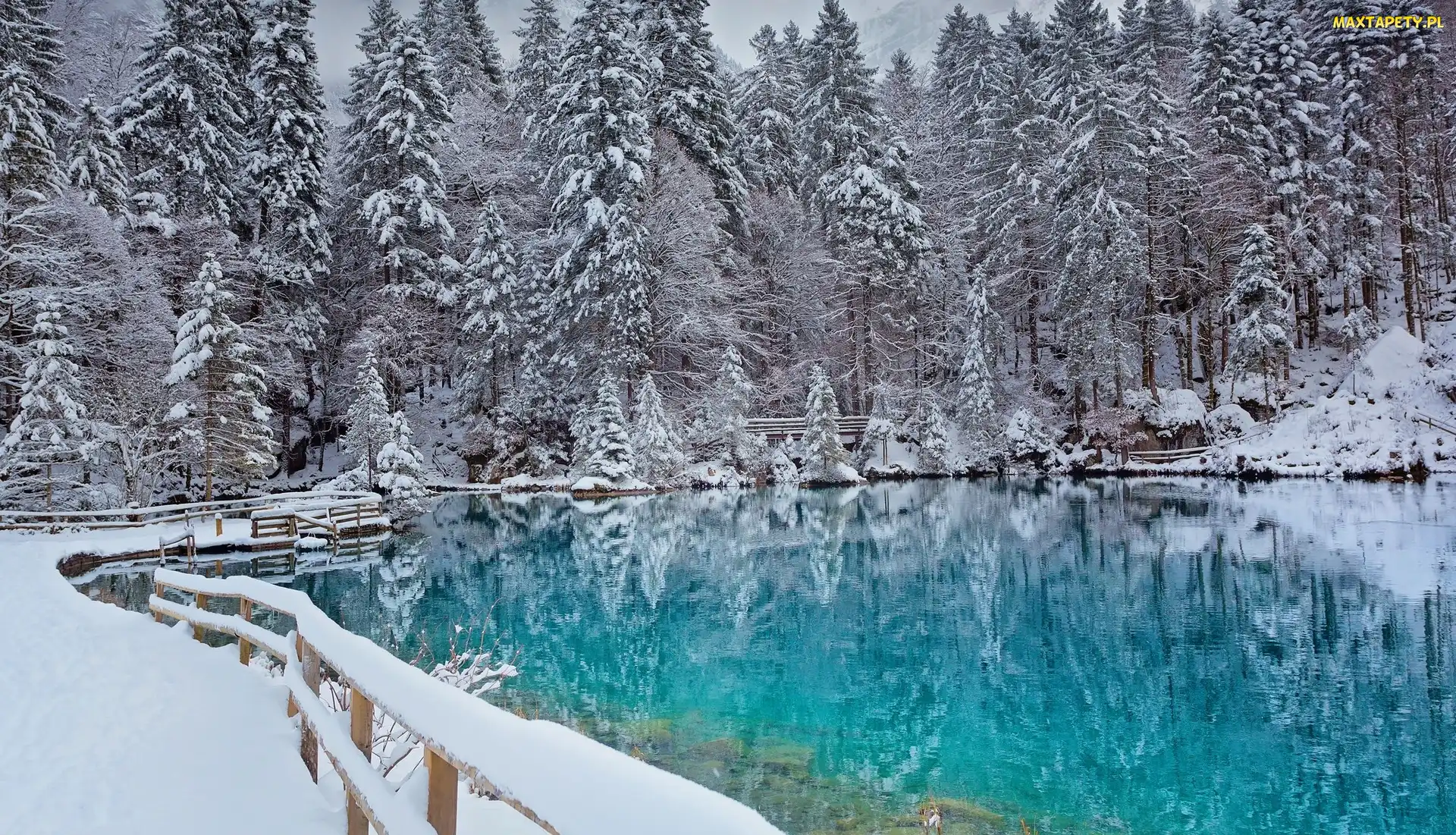 Jezioro, Śnieg, Ogrodzenie, Las, Zima