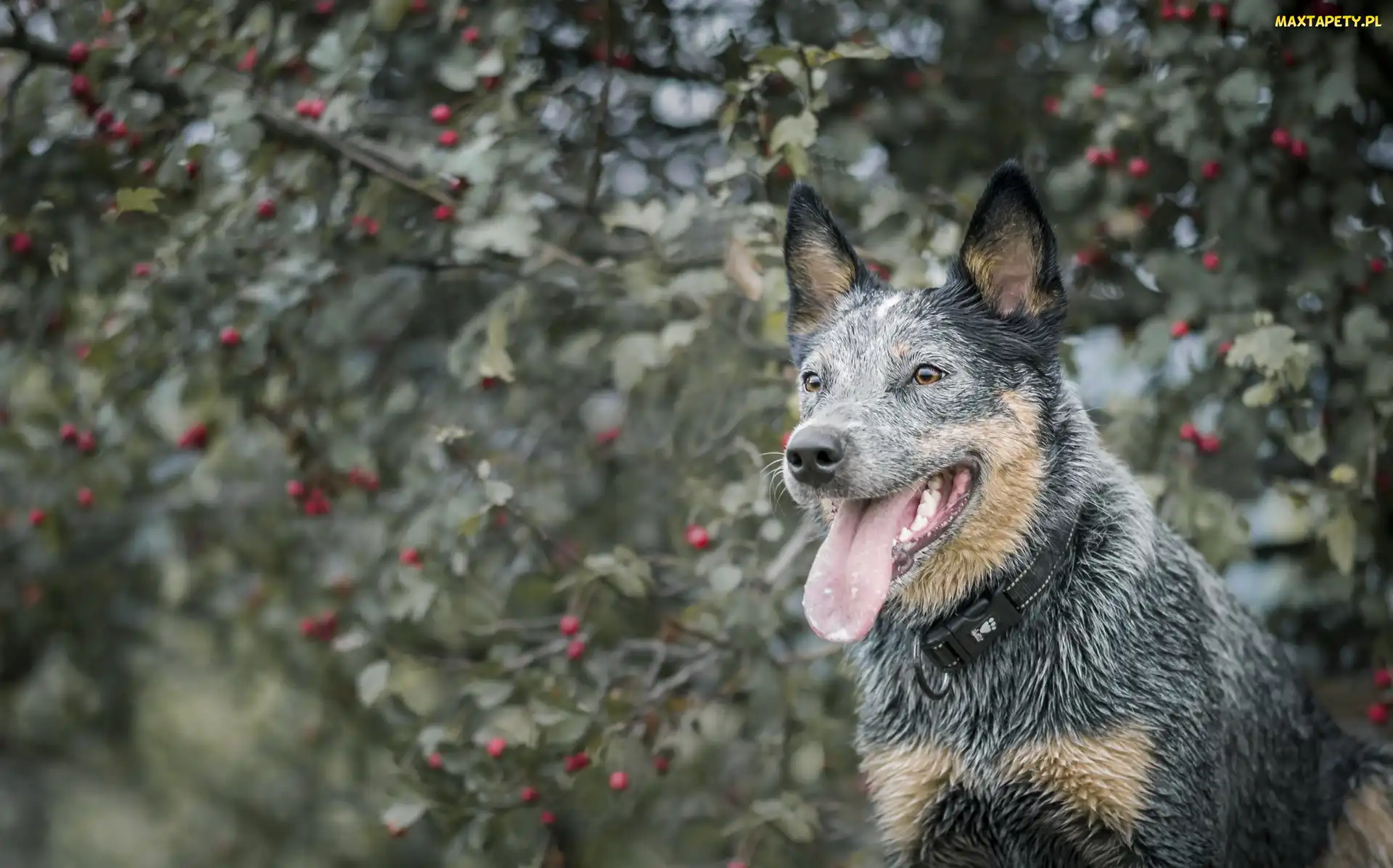 Australijski pies pasterski, Australian Cattle Dog