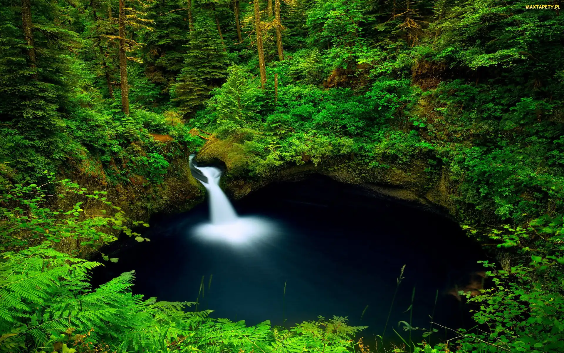 USA, Oregon, Las, Wodospad Punch Bowl Falls, Drzewa, Paprocie