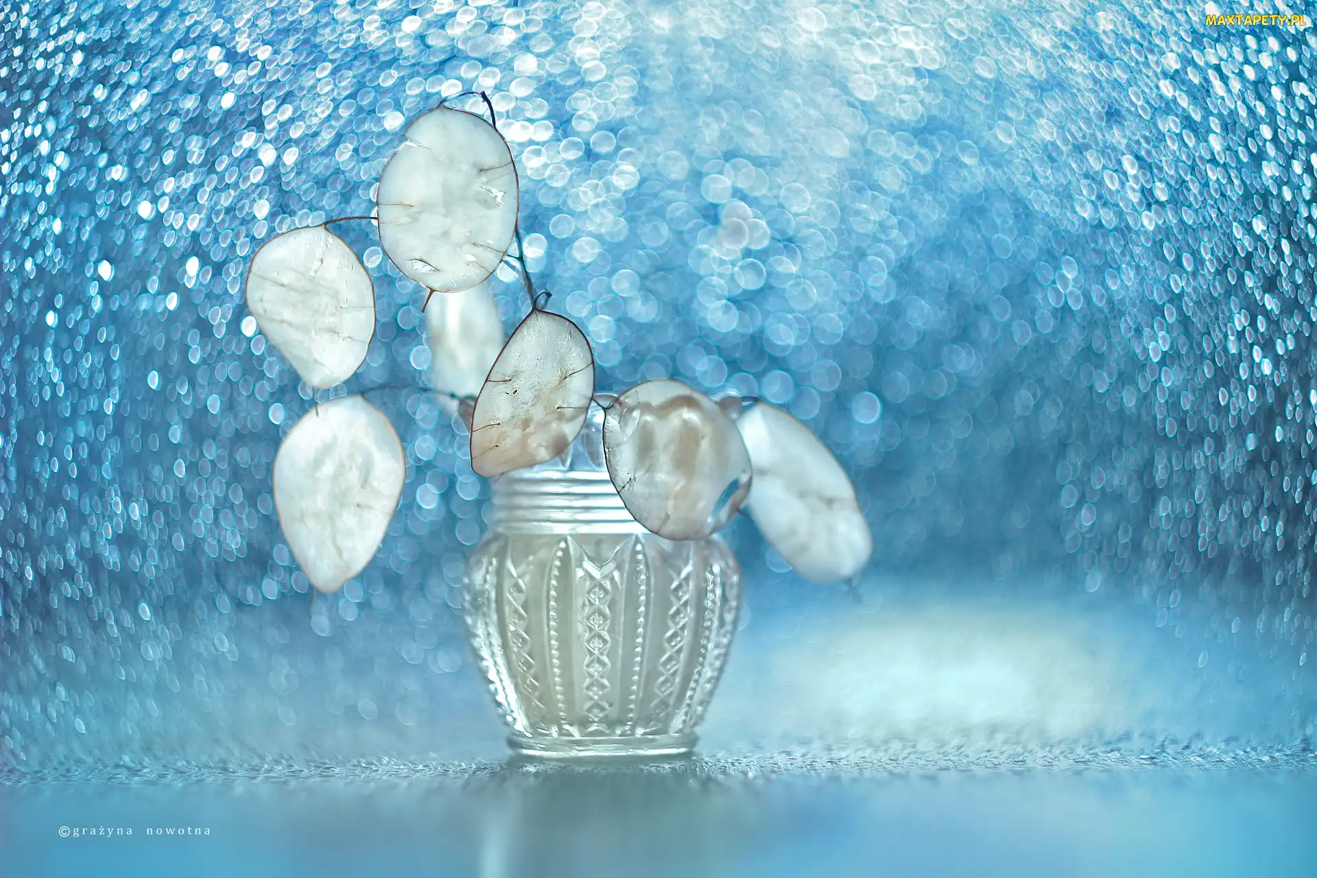 Suche, Bokeh, Wazonik, Rośliny, Miesiącznica roczna