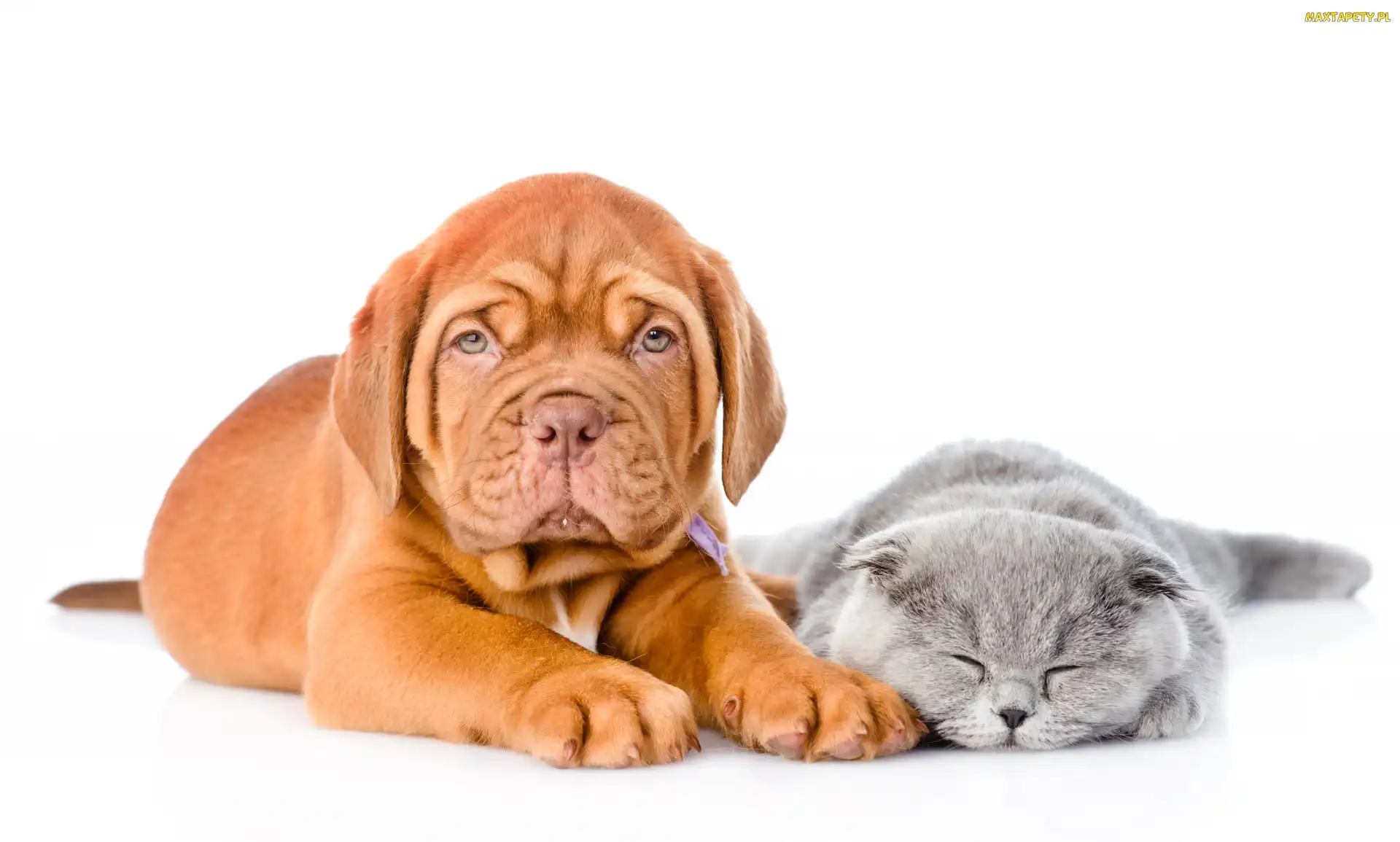 Kot, Białe Tło, Dog de Bordeaux, Szczeniak