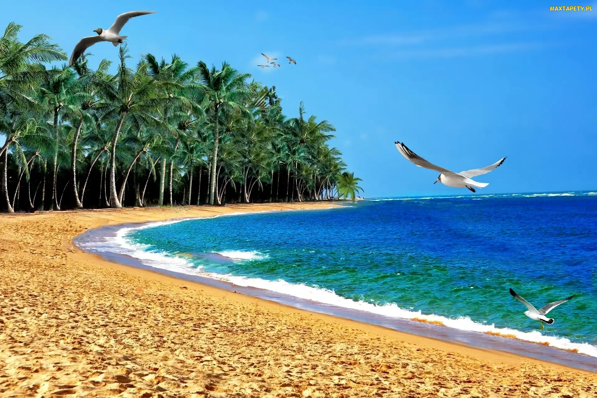 Palmy, Morze, Mewy, Plaża