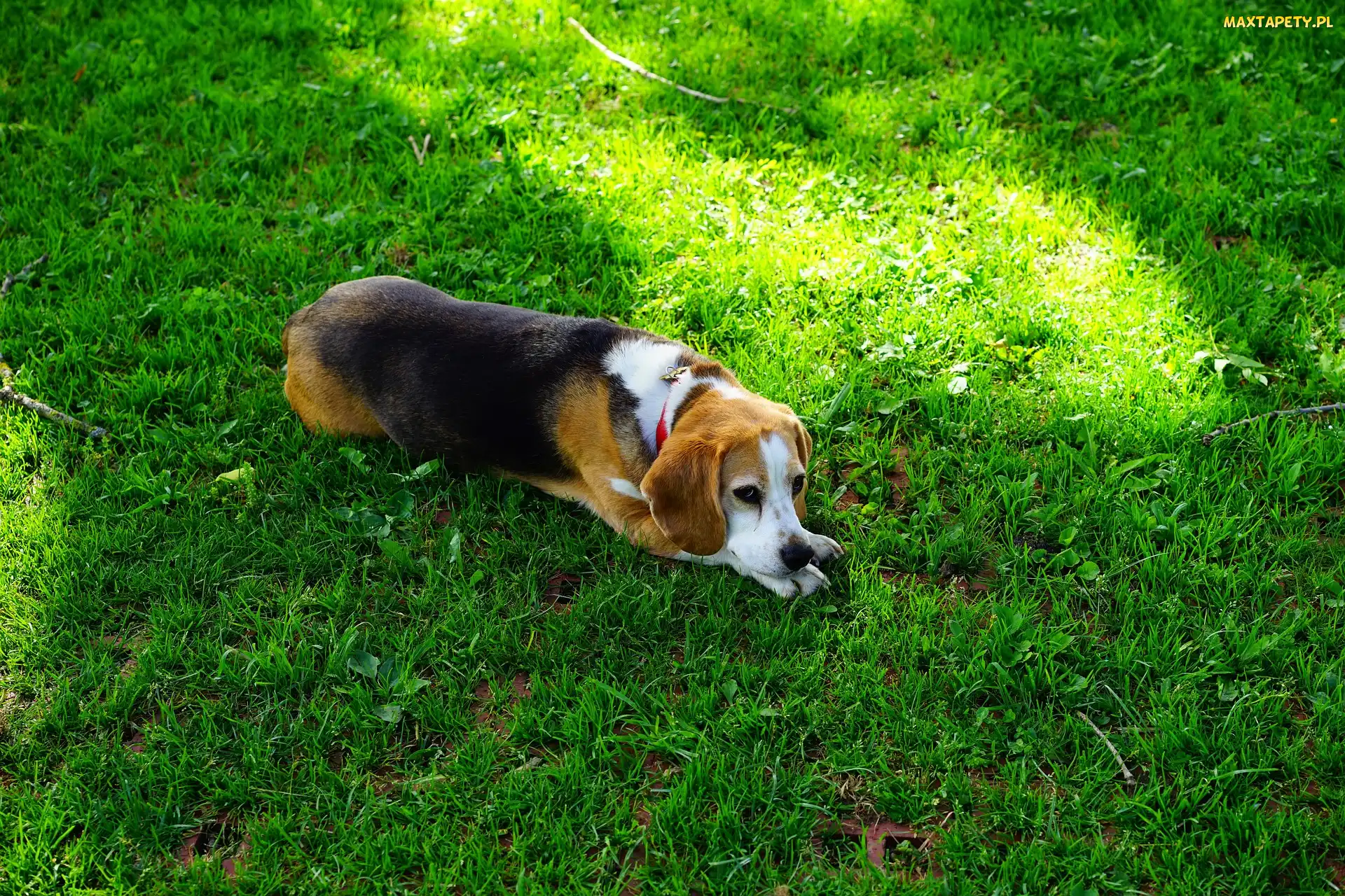 Leżący, Trawa, Beagle