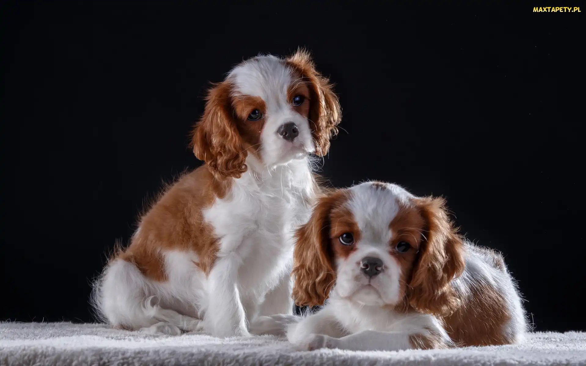 Dwa, Cavalier King Charles spaniele, Szczeniaki