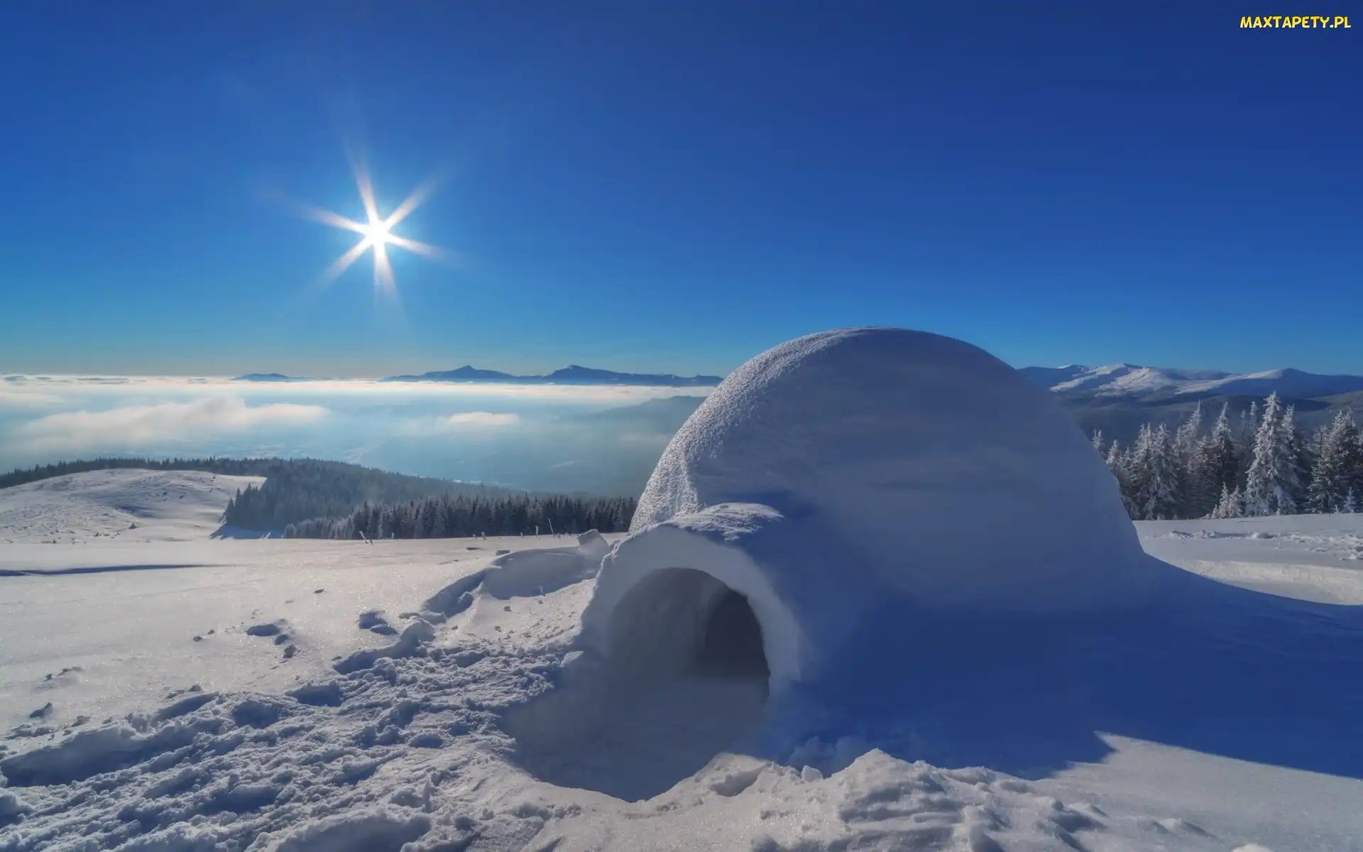 Igloo, Promienie słońca, Las, Drzewa, Zima