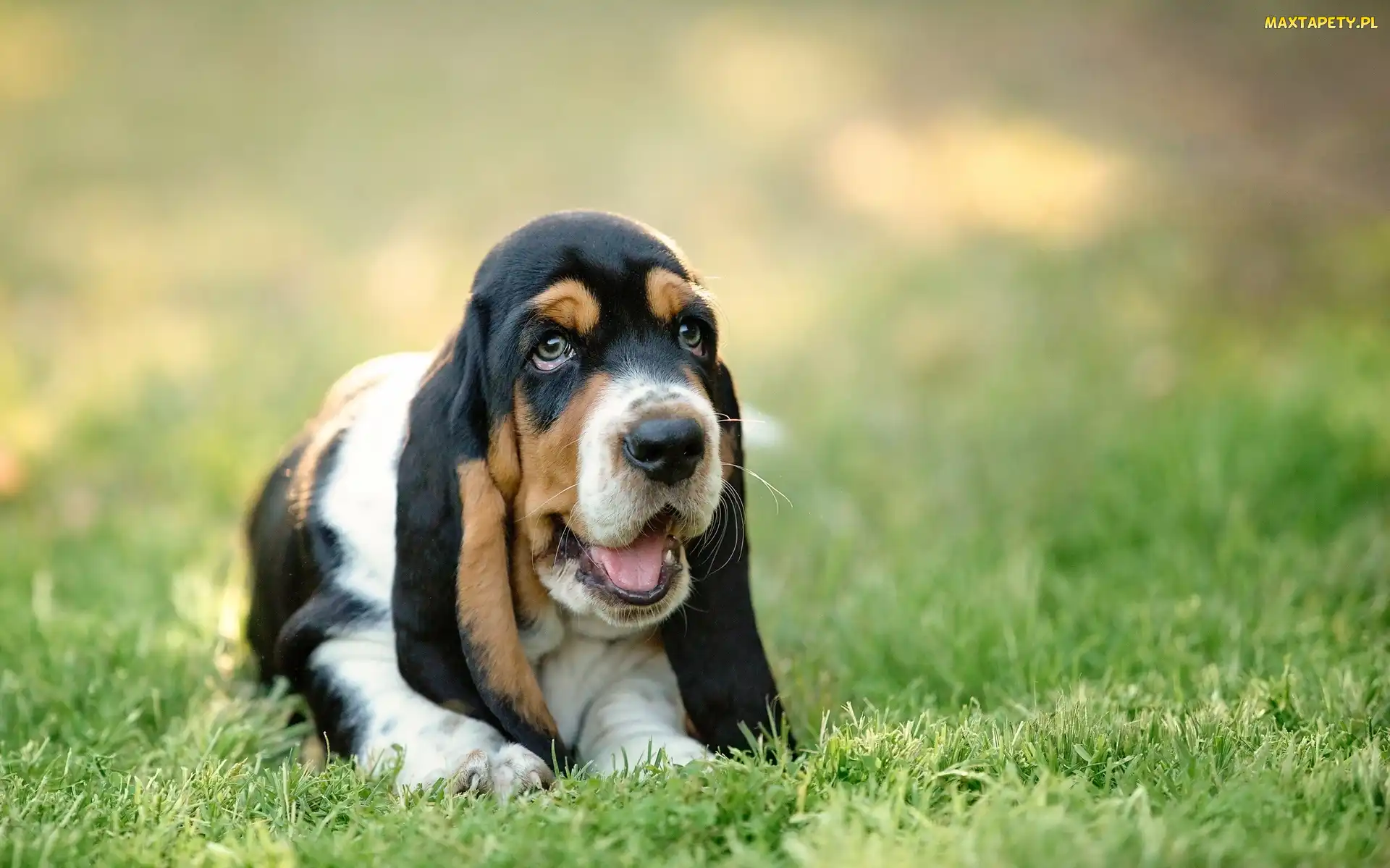 Szczeniak, Basset hound, Łąka, Trawa