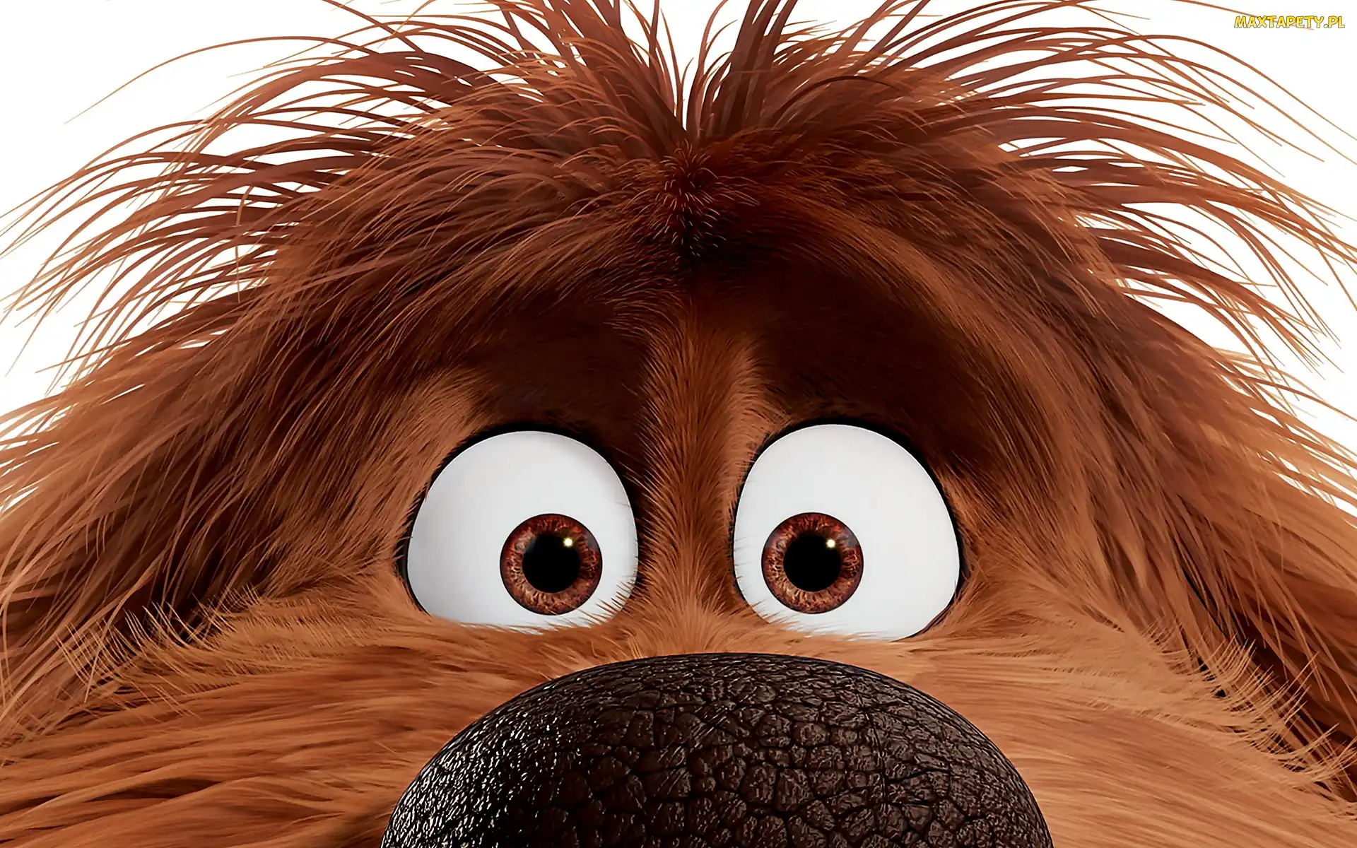 Kudłaty, Sekretne życie zwierzaków domowych, Duke, Film animowany, Nos, Pies, Oczy, The Secret Life of Pets