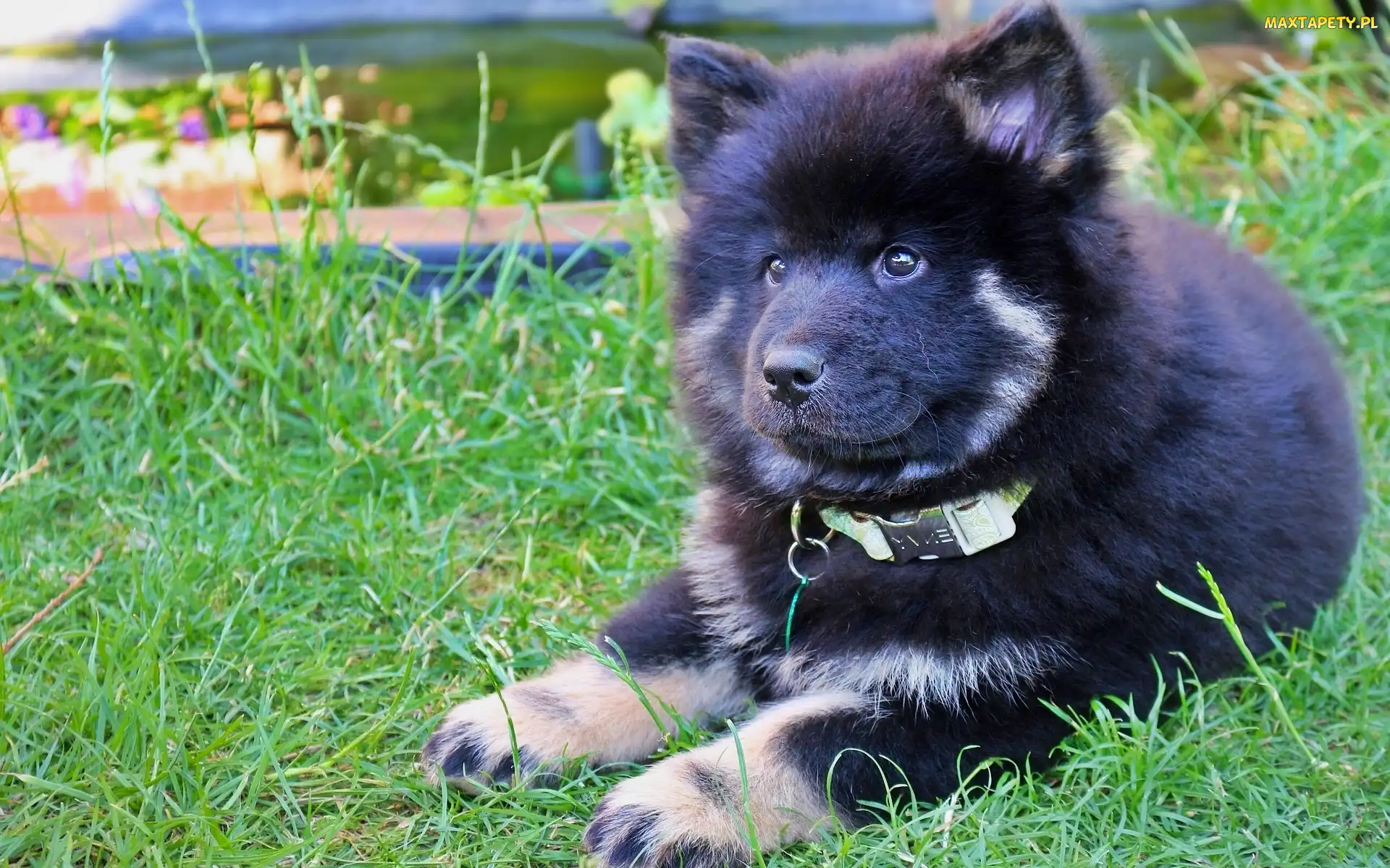 Szpic eurasier, Trawa, Szczeniak