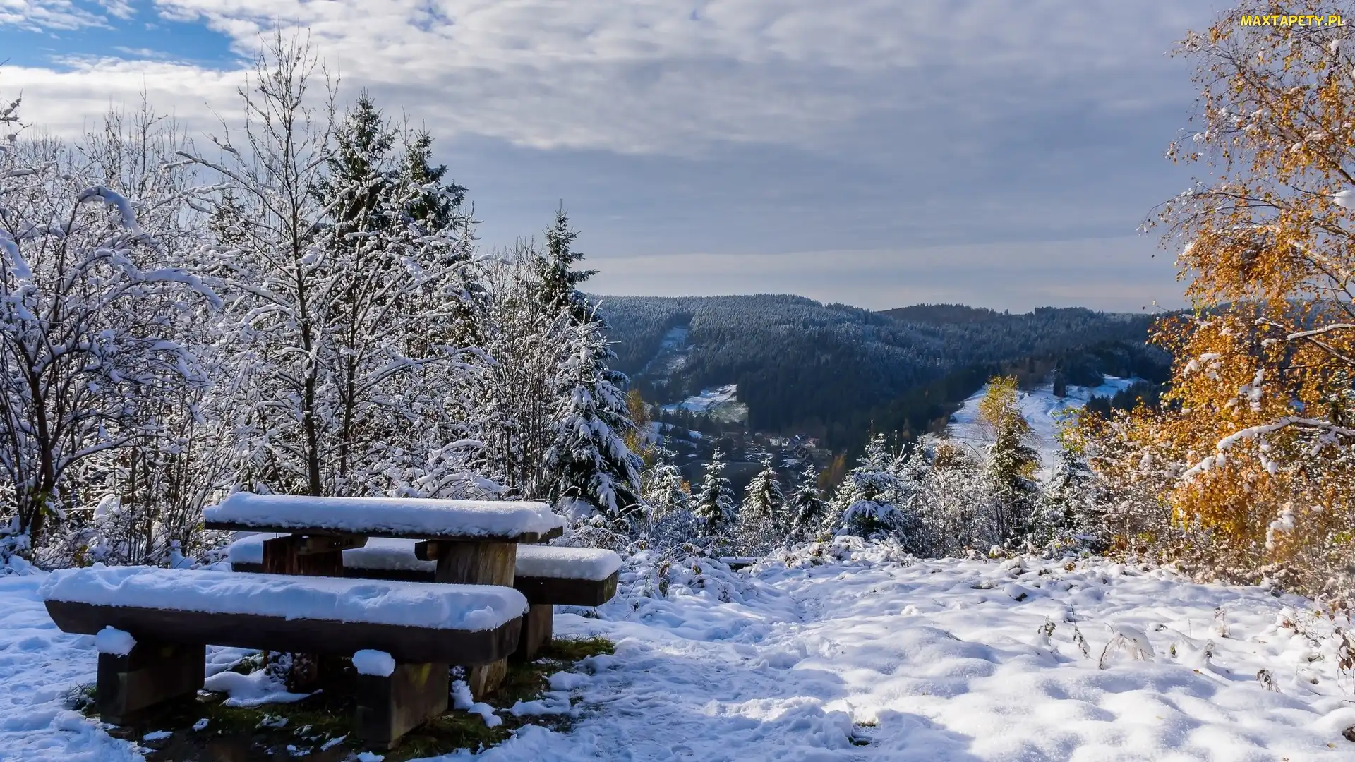 Drzewa, Ławka, Zima