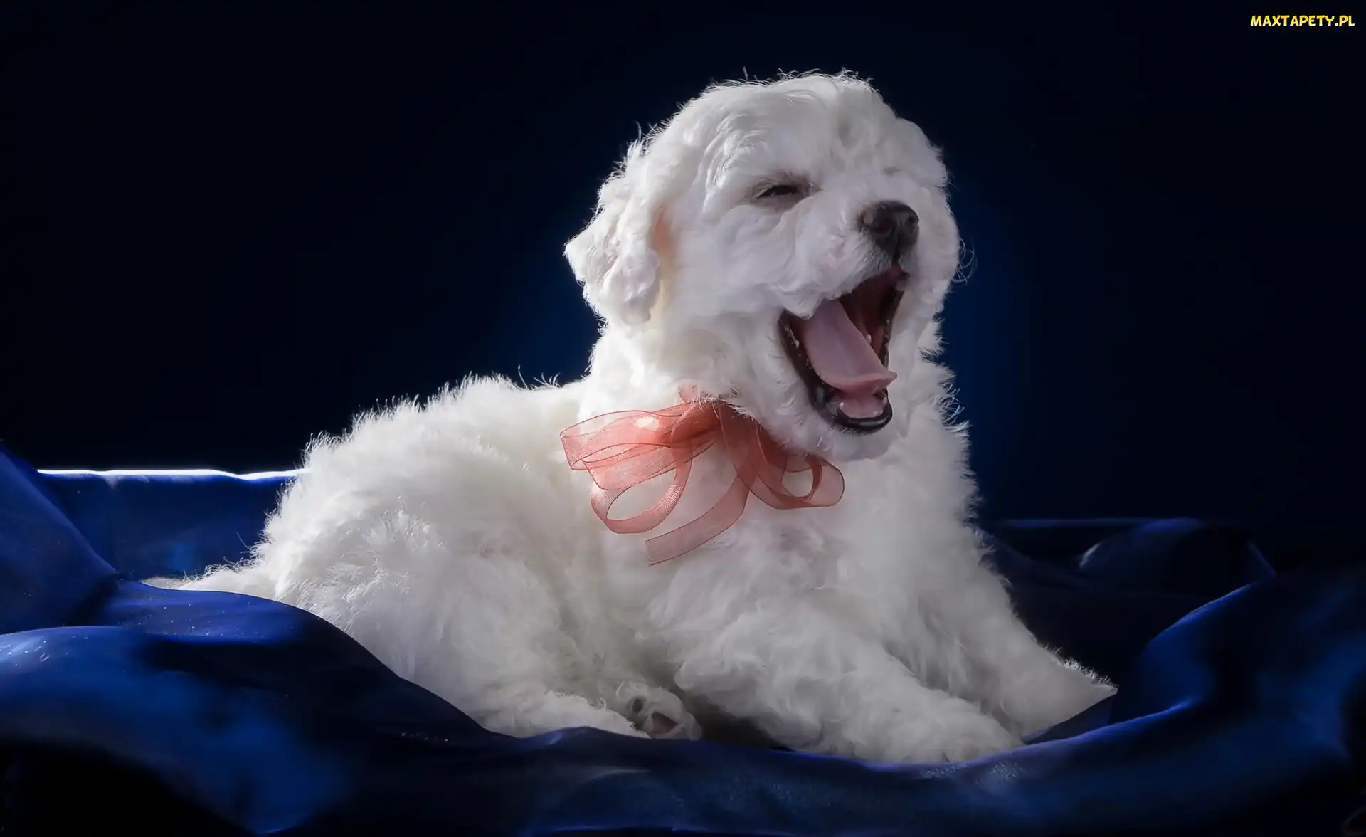 Bichon frise, Wstążka, Ziewający