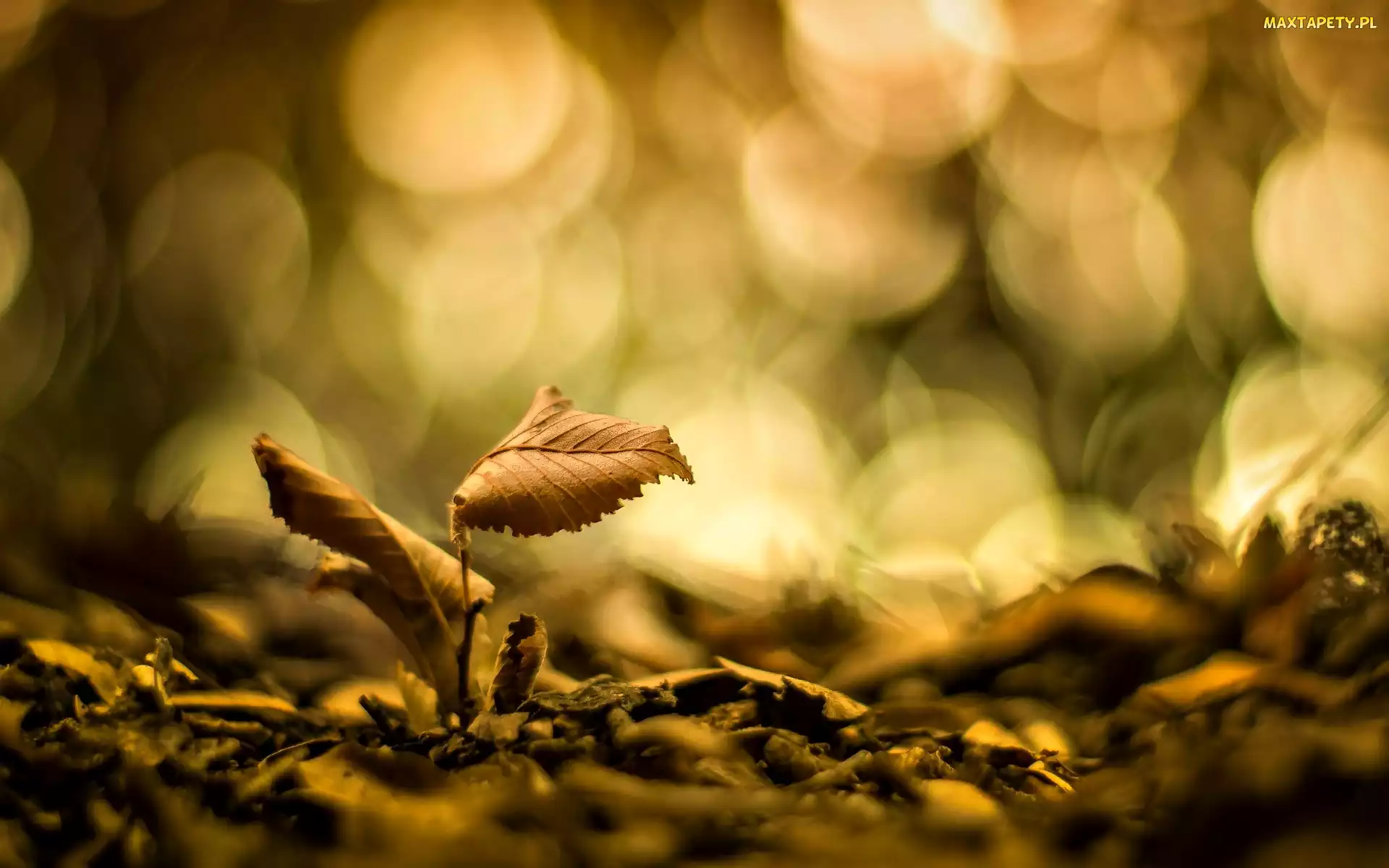 Światło, Bokeh, Liście