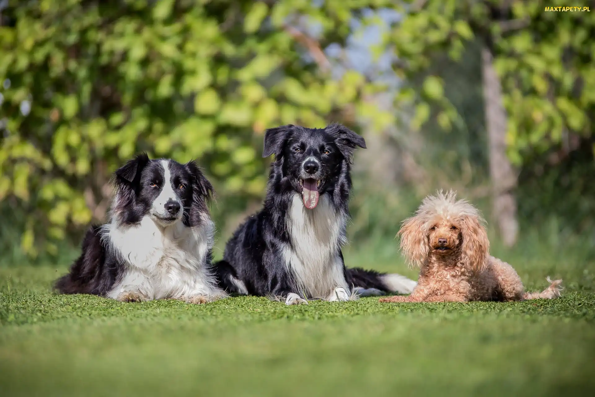 Pudel miniaturowy, Border collie, Trawnik, Psy