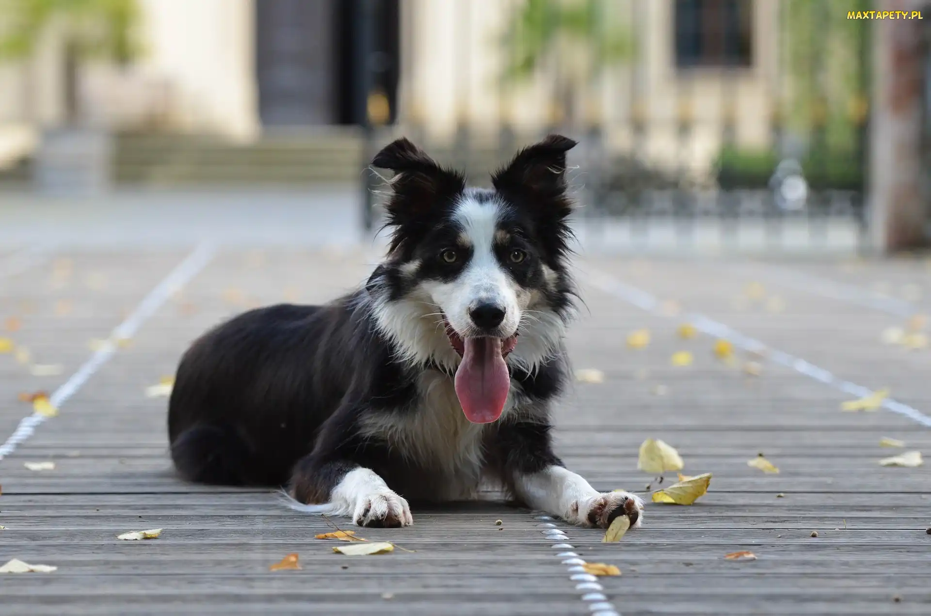Pysk, Jęzor, Border collie