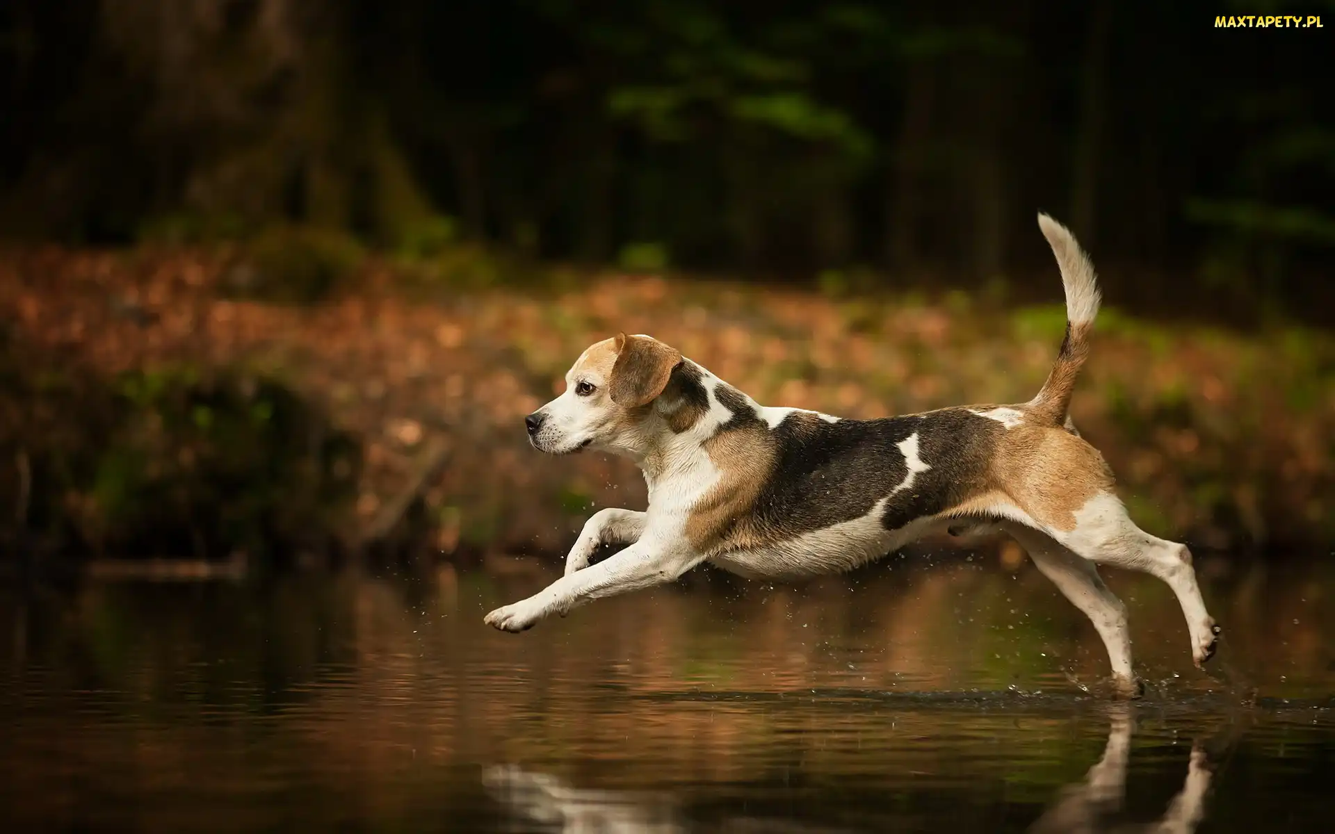 Biegnący, Woda, Beagle