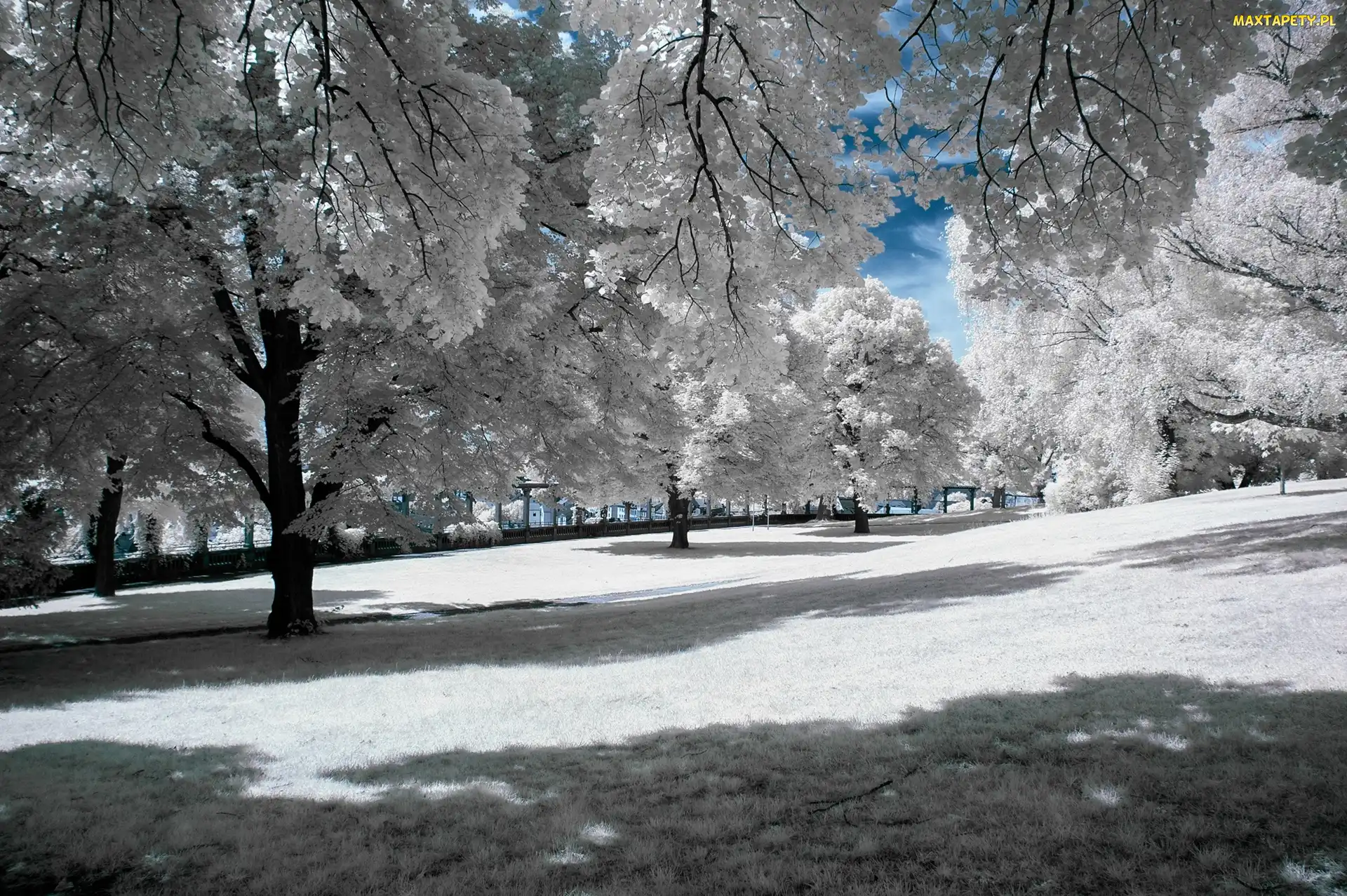 Zima, Drzewa, Oszronione, Park