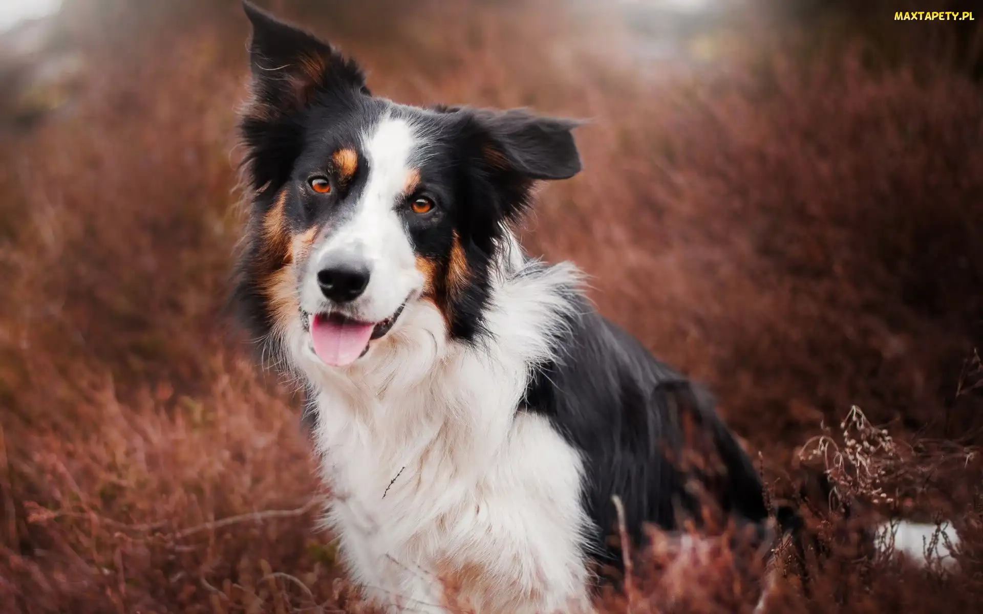 Border collie, Rozmycie, Trawa