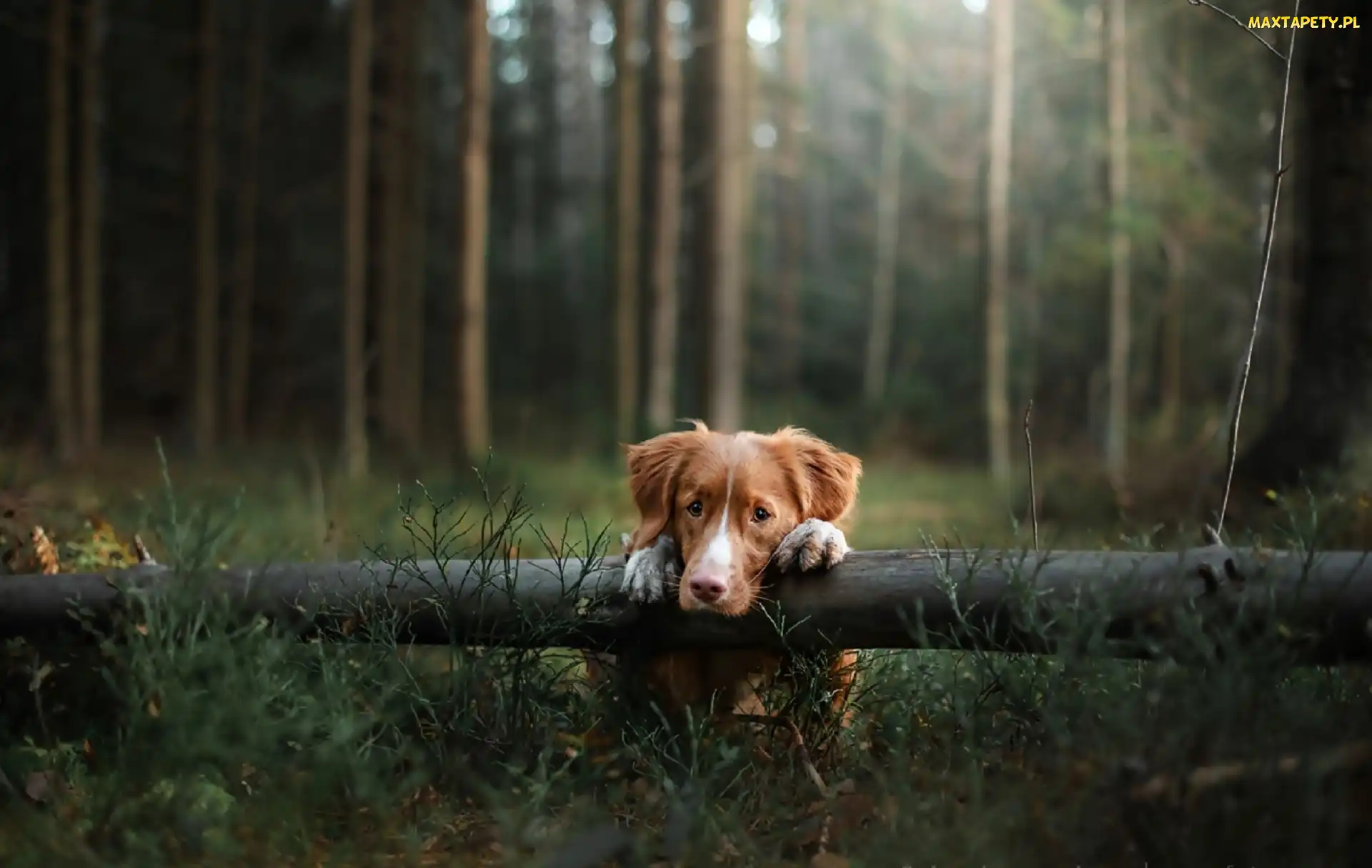 Retriever z Nowej Szkocji, Las, Toller