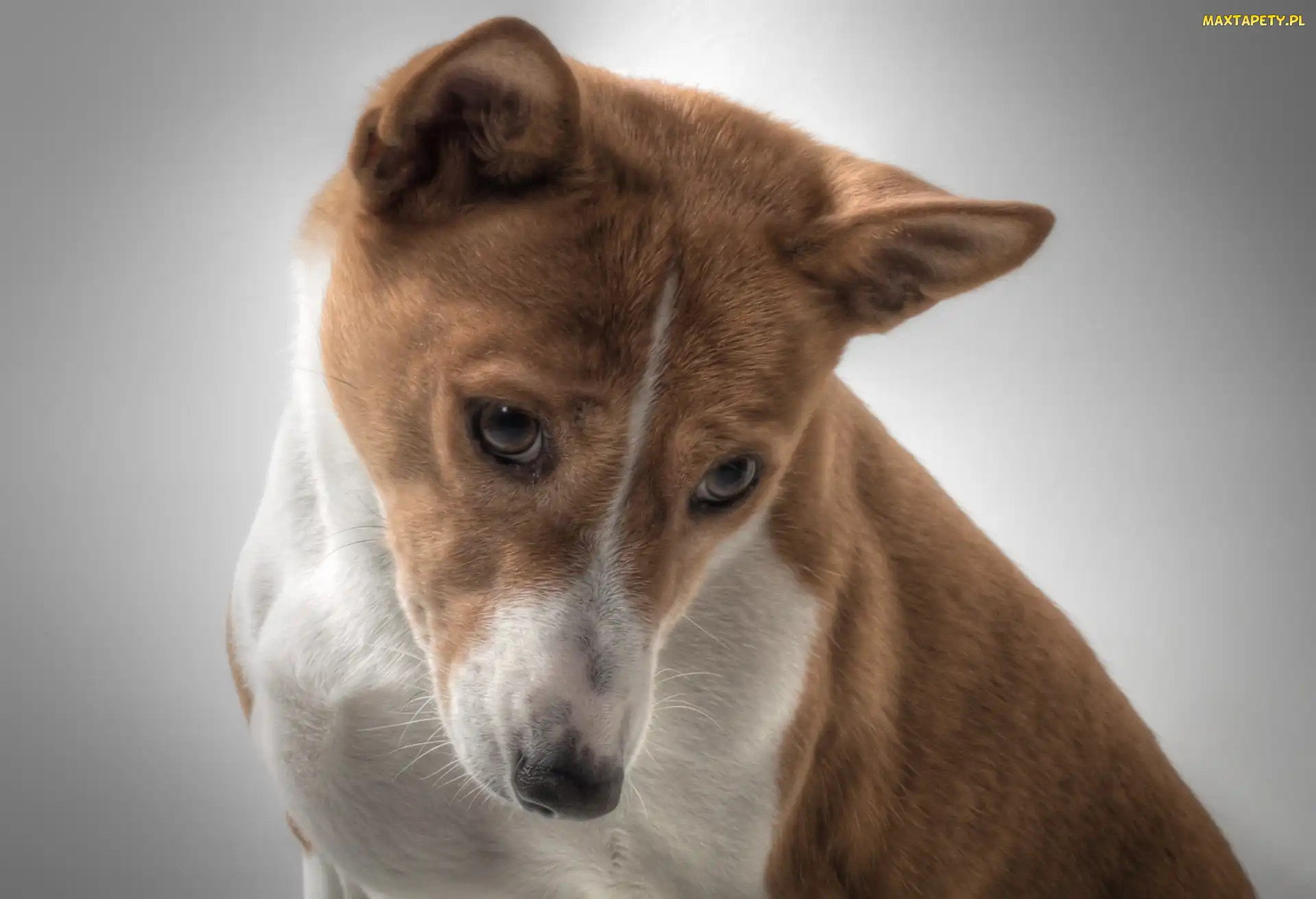 Zamyślony, Basenji, Pies