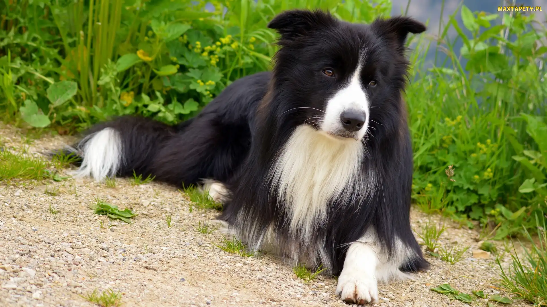 Border collie, Rośliny, Leżący