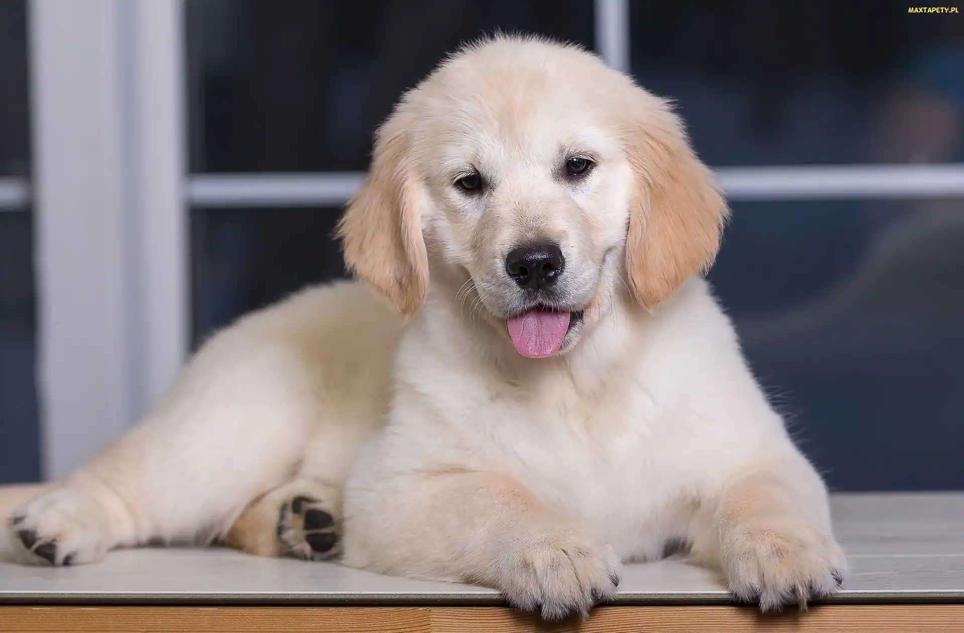 Okno, Język, Szczeniak, Golden retriever