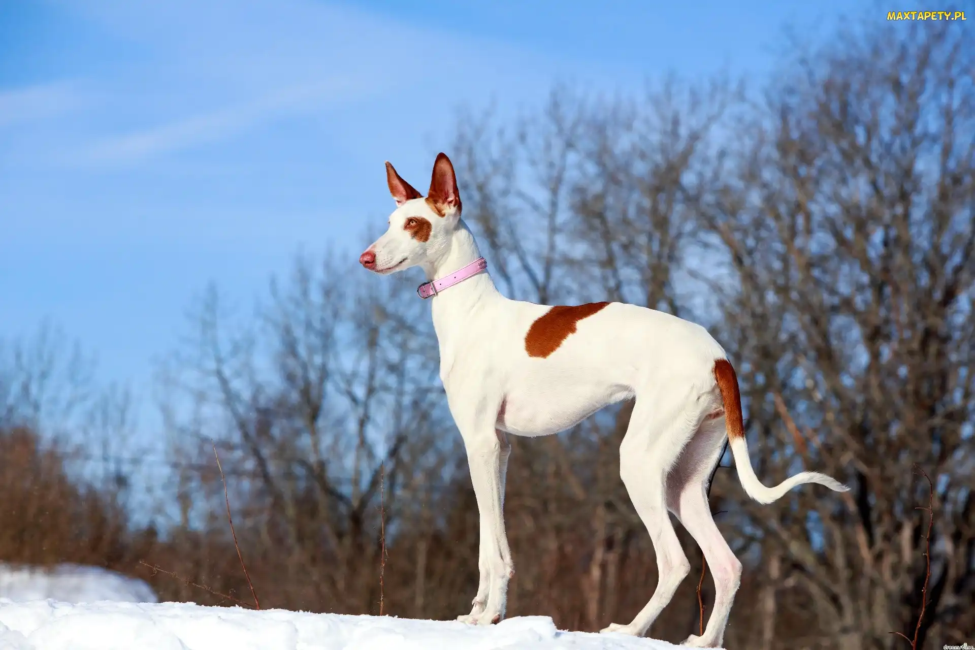 Podenco z Ibizy