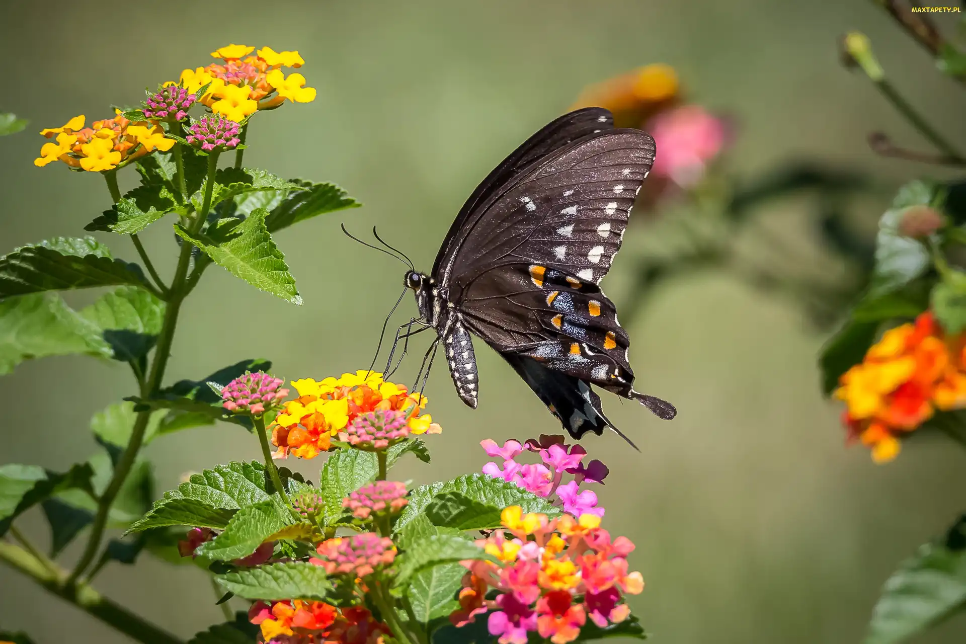Czarny paź królowej, Kwiaty, Motyl
