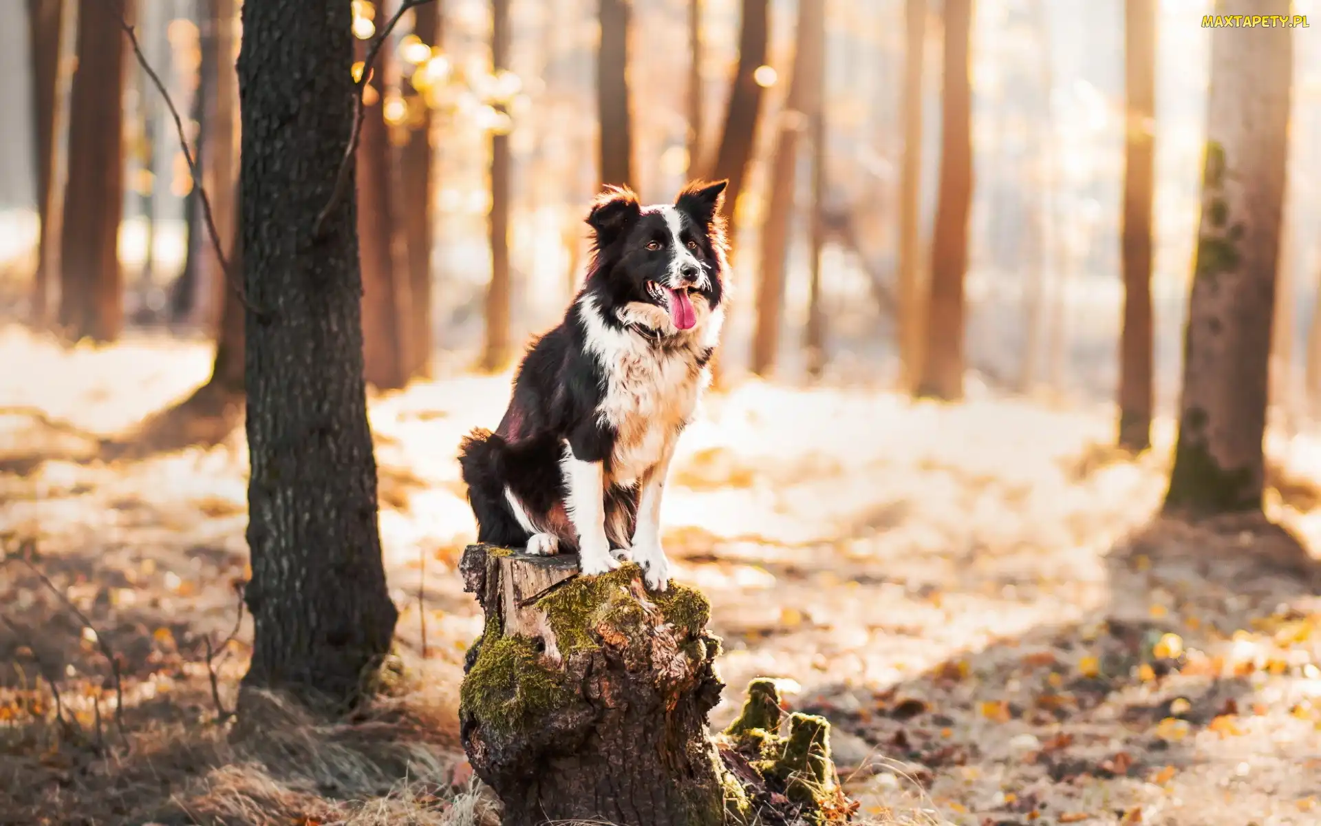 Border collie, Las, Pień