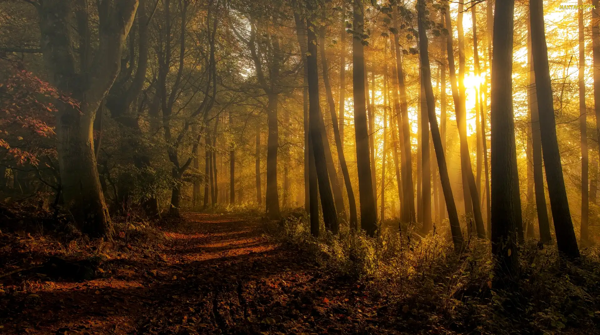 Jesień, Dróżka, Przebijające światło, Las