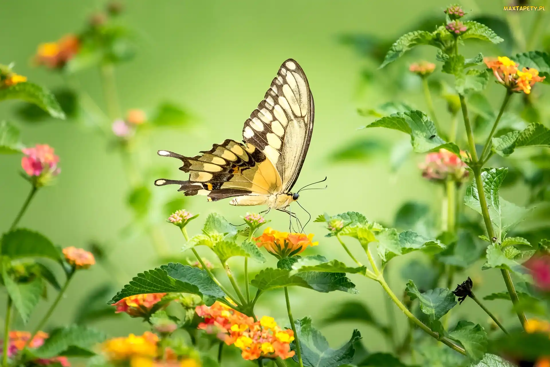 Kwiaty, Kolorowe, Motyl, Paź królowej